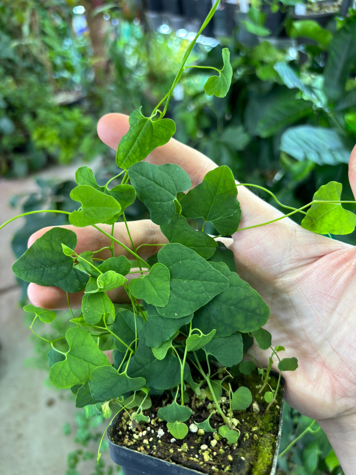 Aristolochia glandulosa — Companion plant