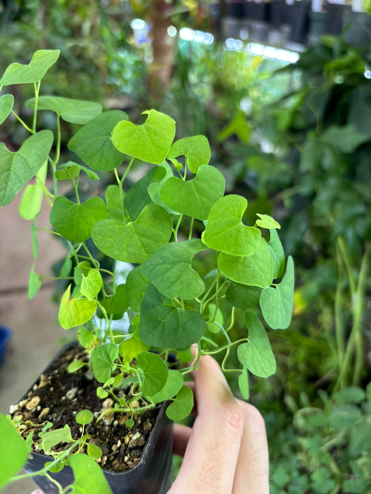 Aristolochia littoralis — Companion plant