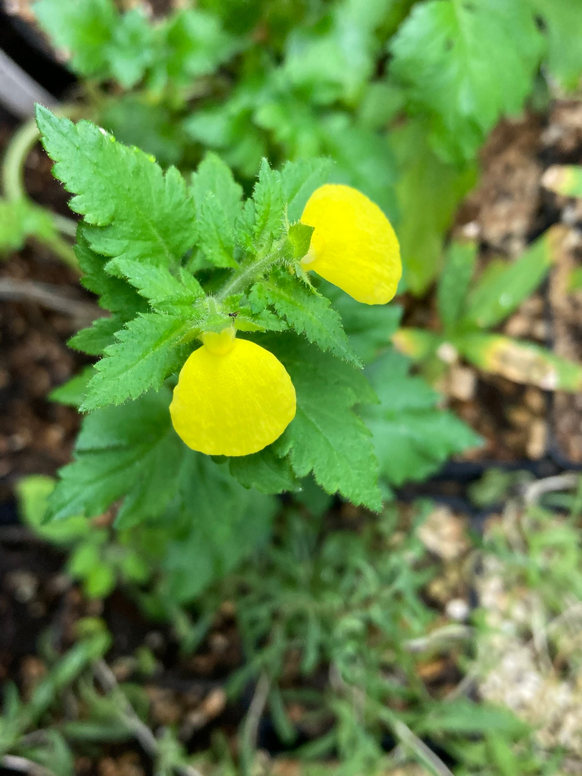 Calceolaria tomentosa — Companion plant