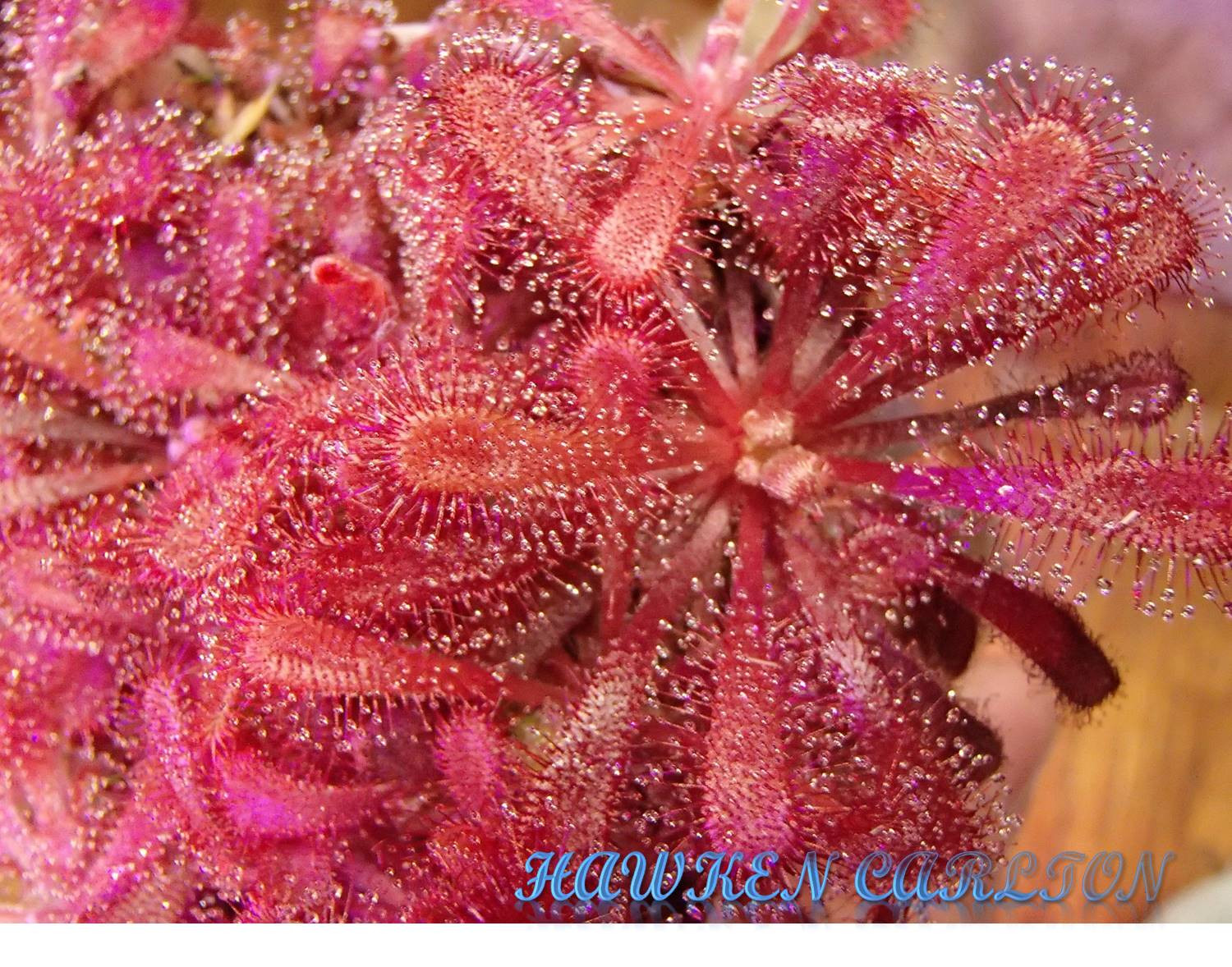 Drosera aliciae x nidiformis — Sundew
