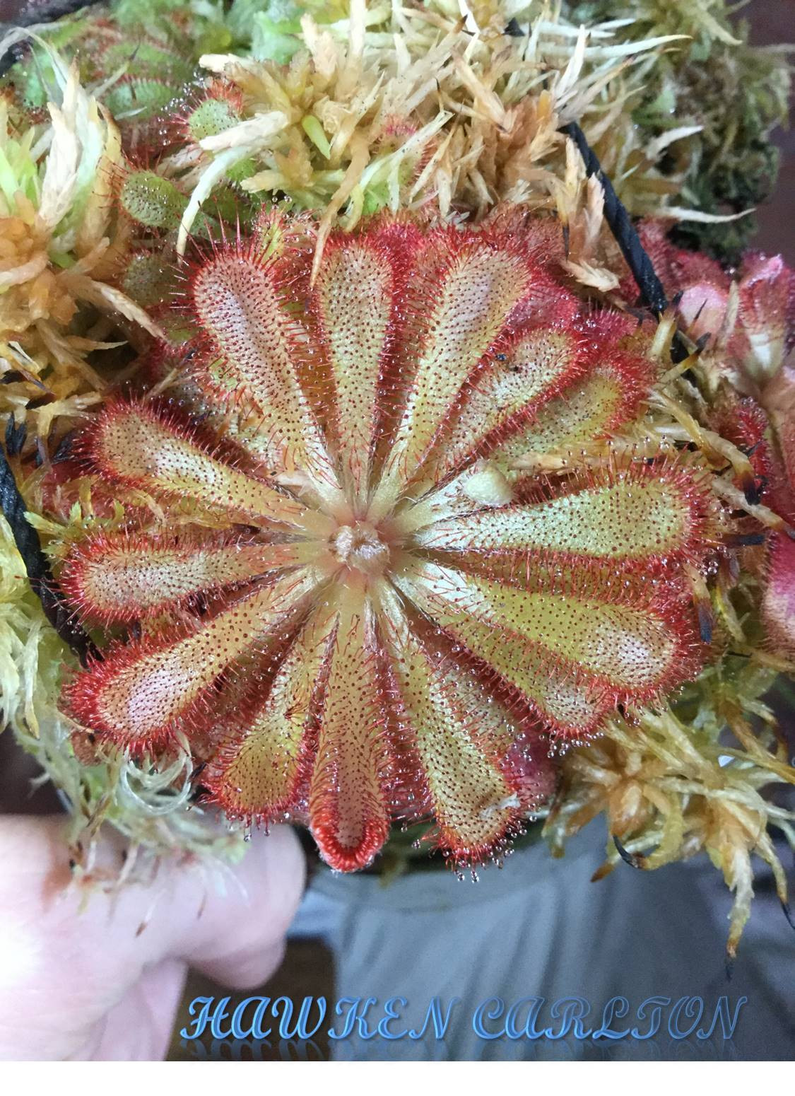 Drosera aliciae x spatulata ('Tamlin' x "Royal Natl. Pk. Sydney" — Sundew