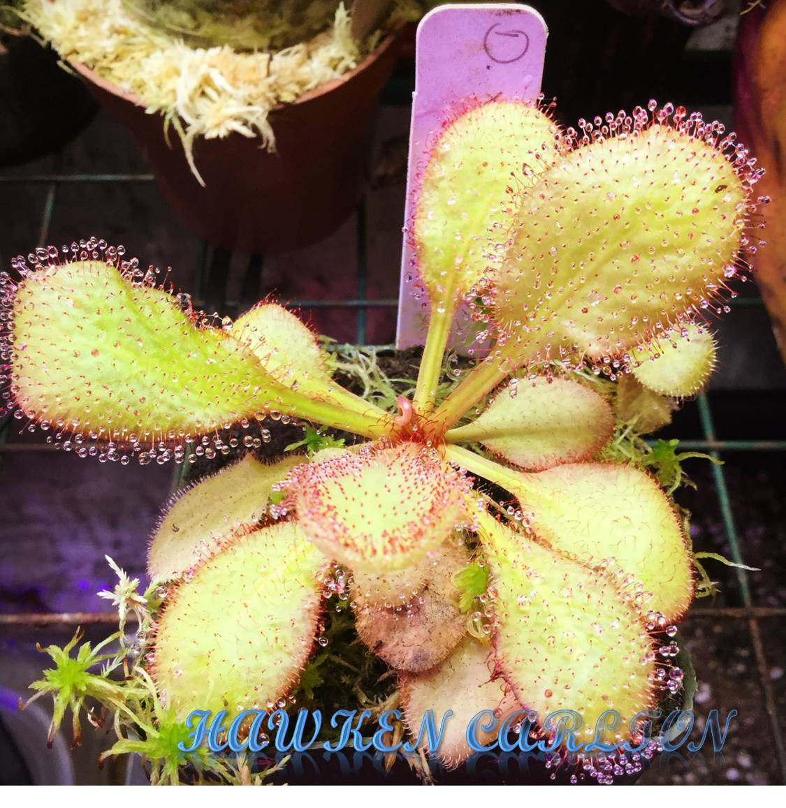 Drosera "Andromeda" — Sundew