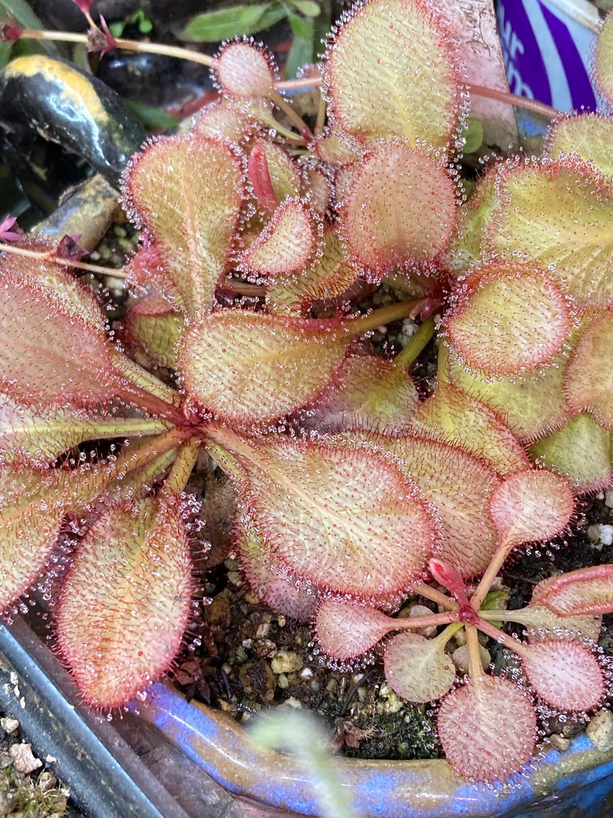 Drosera "Andromeda" — image 2