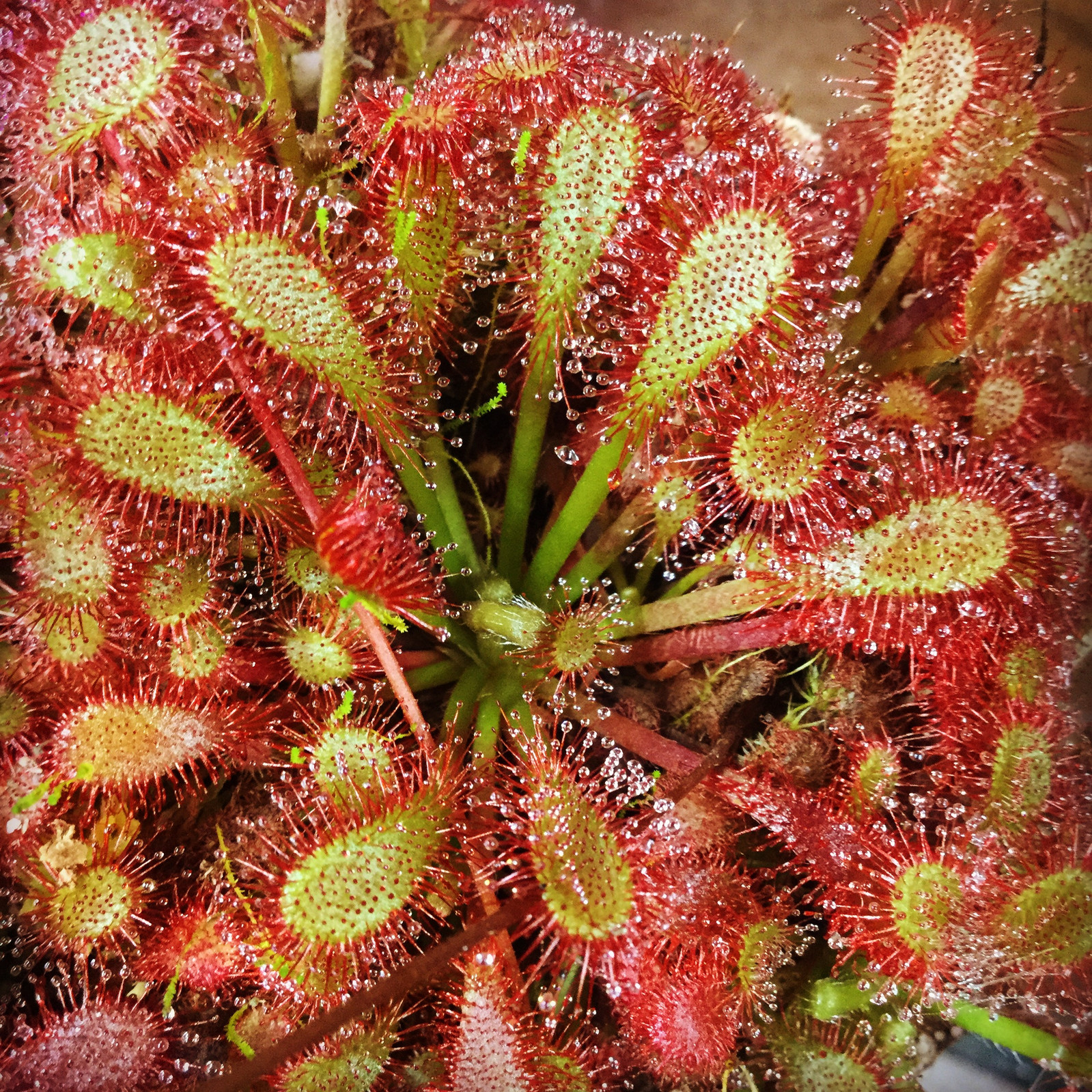 Drosera 'Anemone' — Sundew
