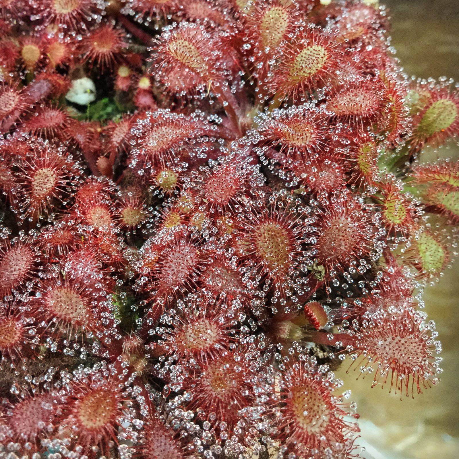 Drosera 'Anemone' — image 2
