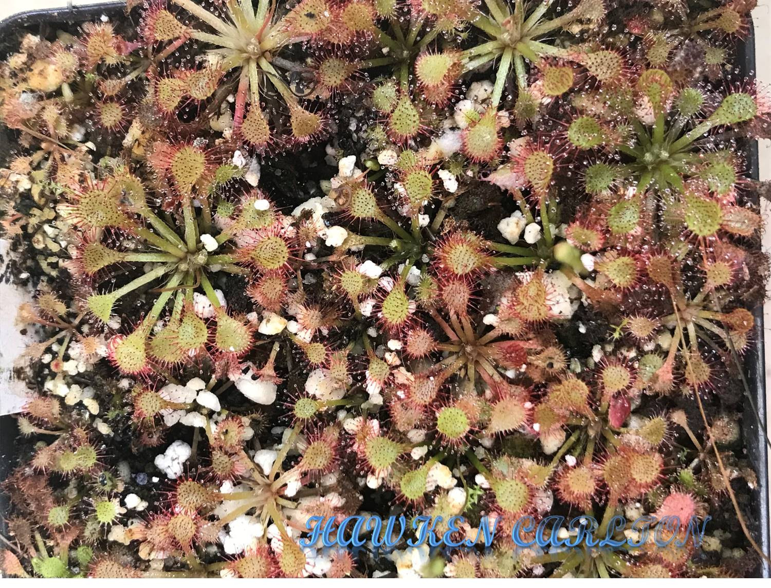 Drosera capillaris "Cuba" — Sundew