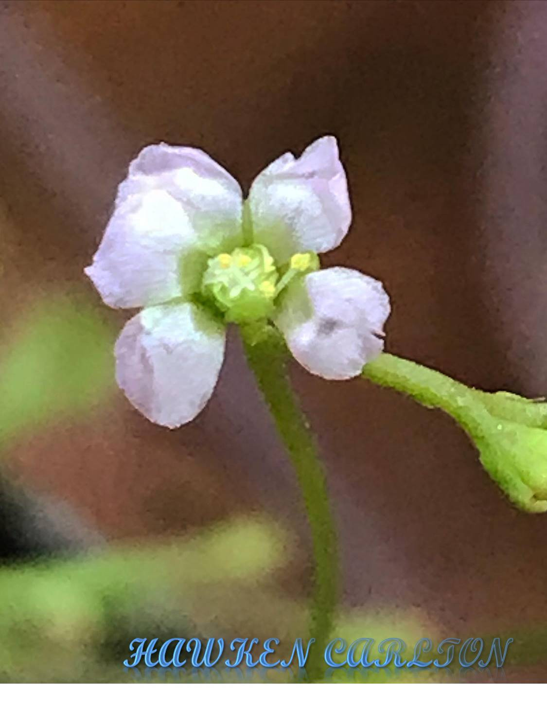 Drosera capillaris "Cuba" — image 2