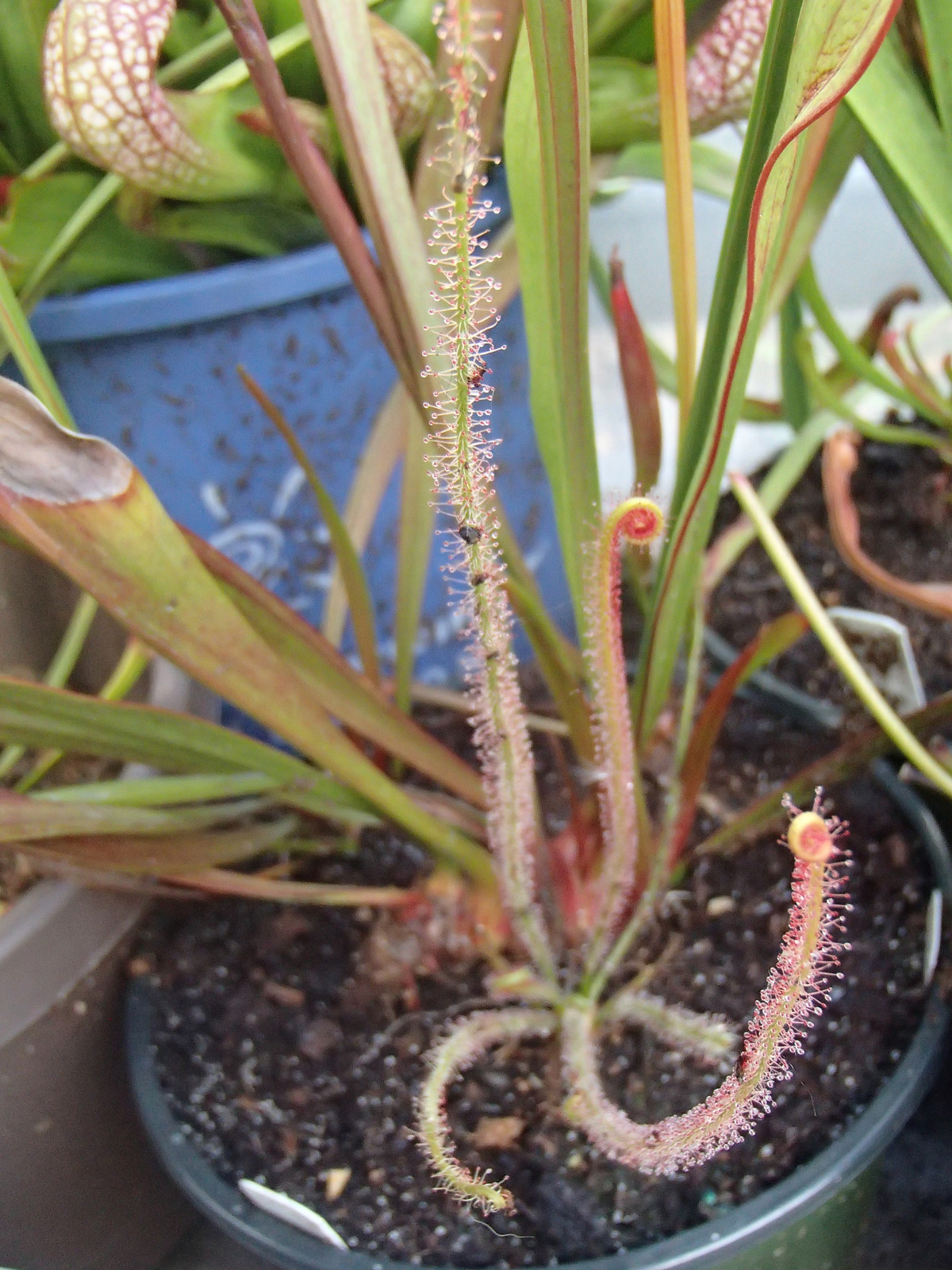 Drosera 'Dreamsicle' (x californica var. arenaria) — Sundew