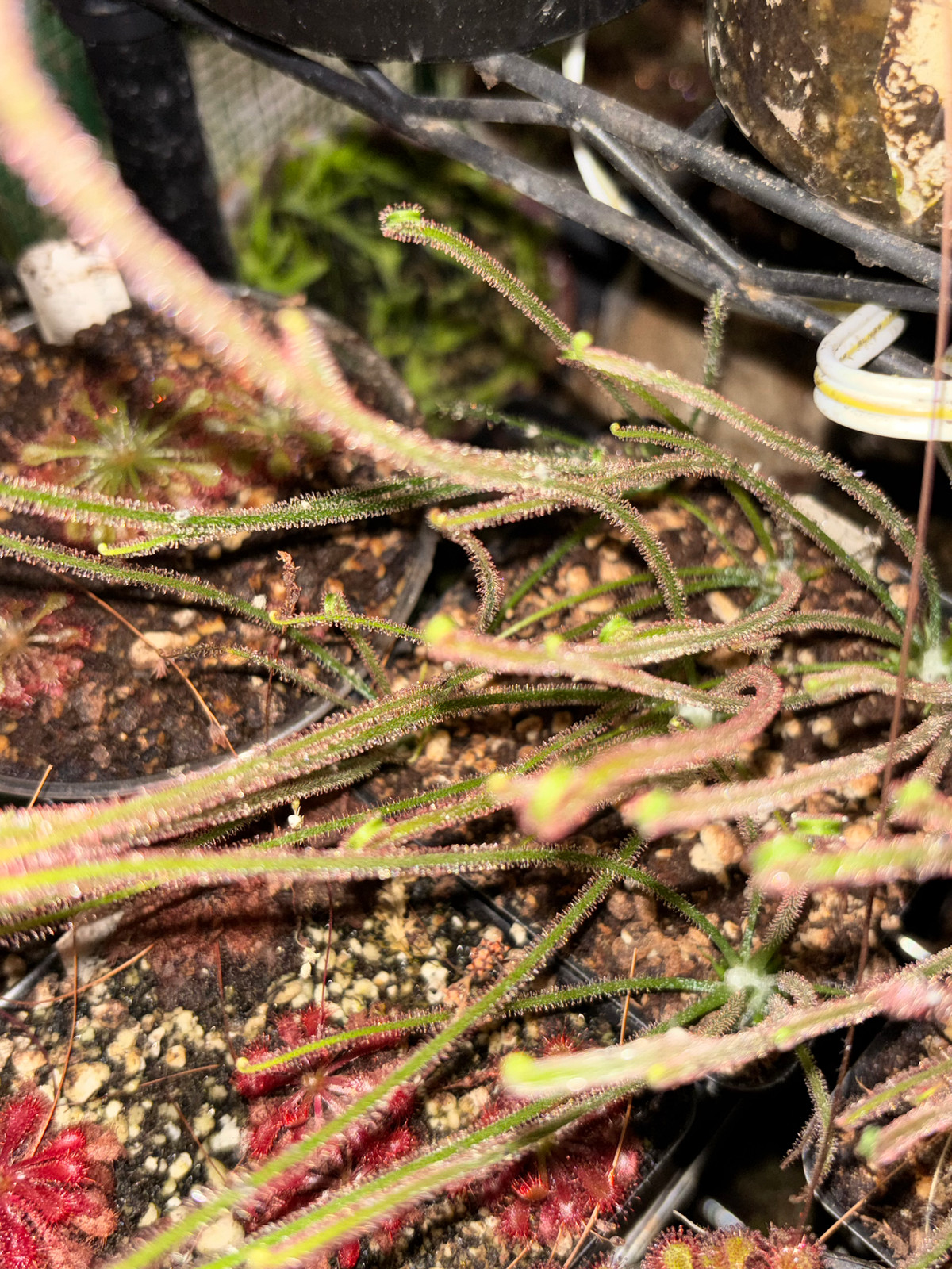 Drosera 'Dreamsicle' (x californica var. arenaria) — image 2