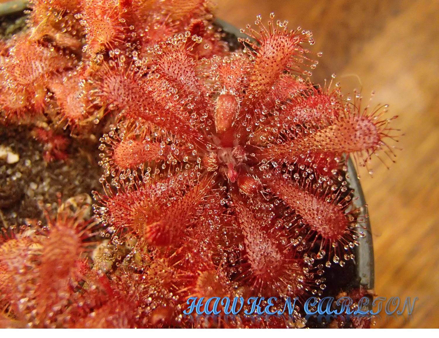 Drosera filiformis var. floridana x sp. Lantau Island — Sundew