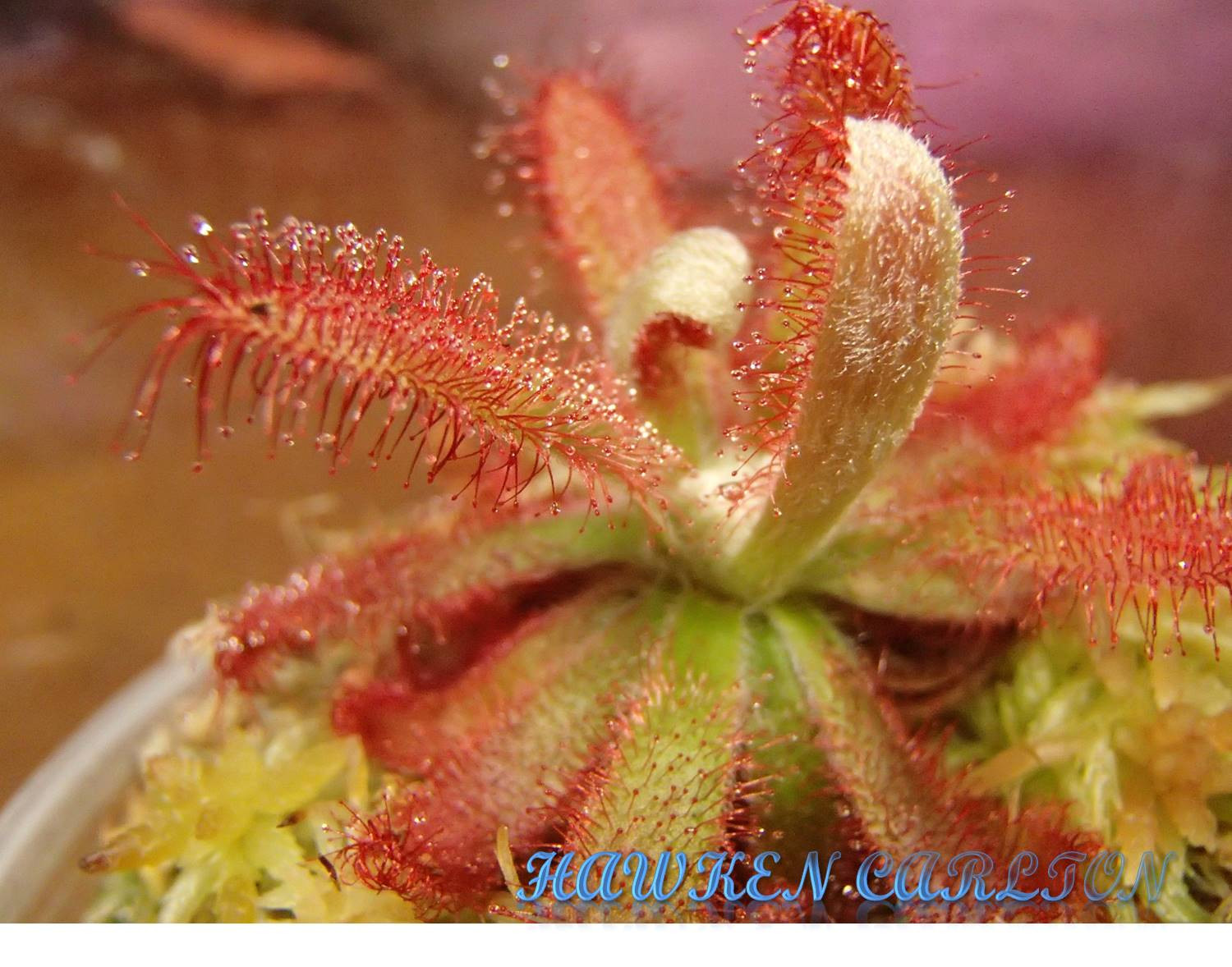 Drosera graomogolensis — Sundew