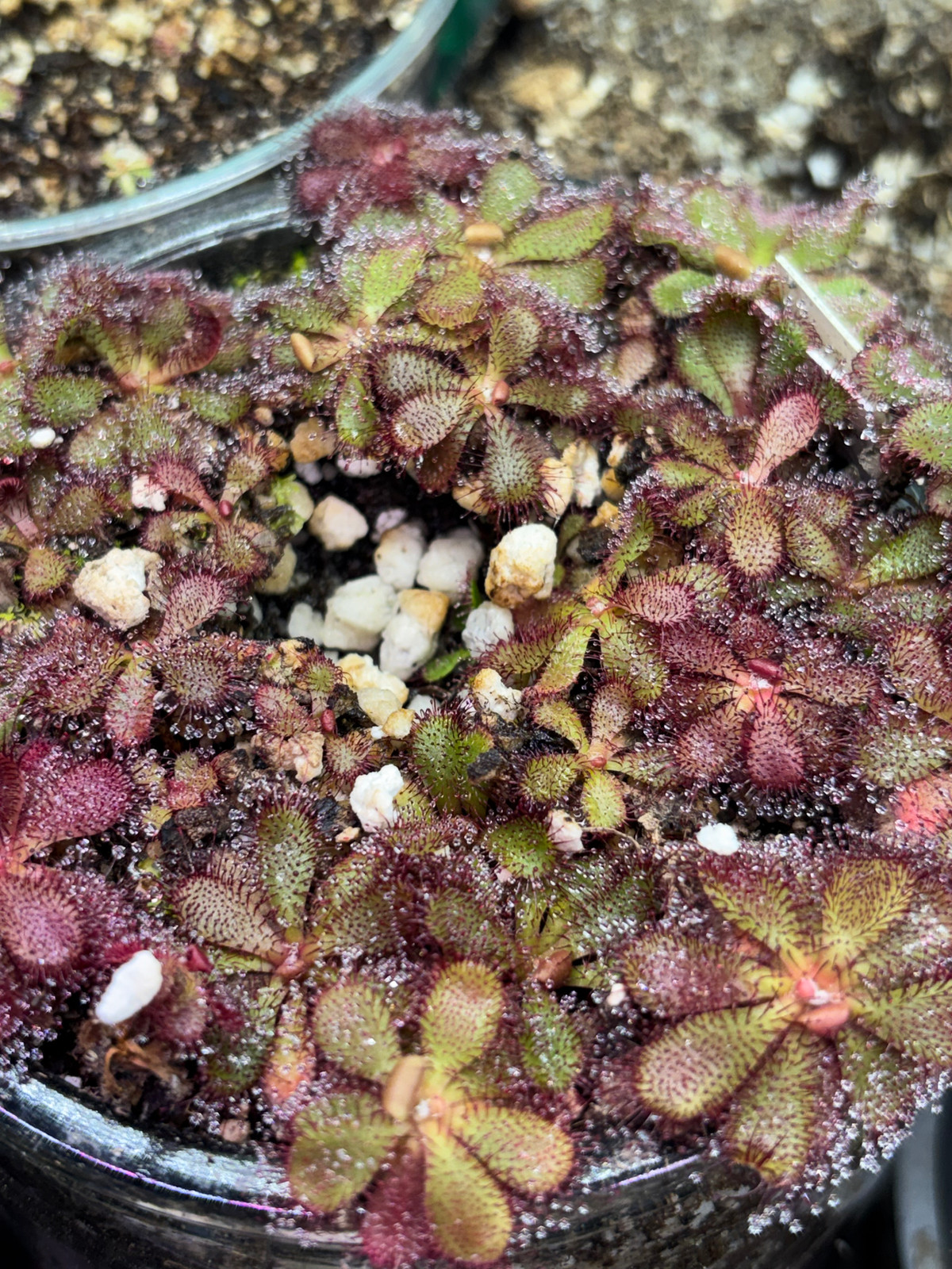 Drosera hamiltonii — image 2