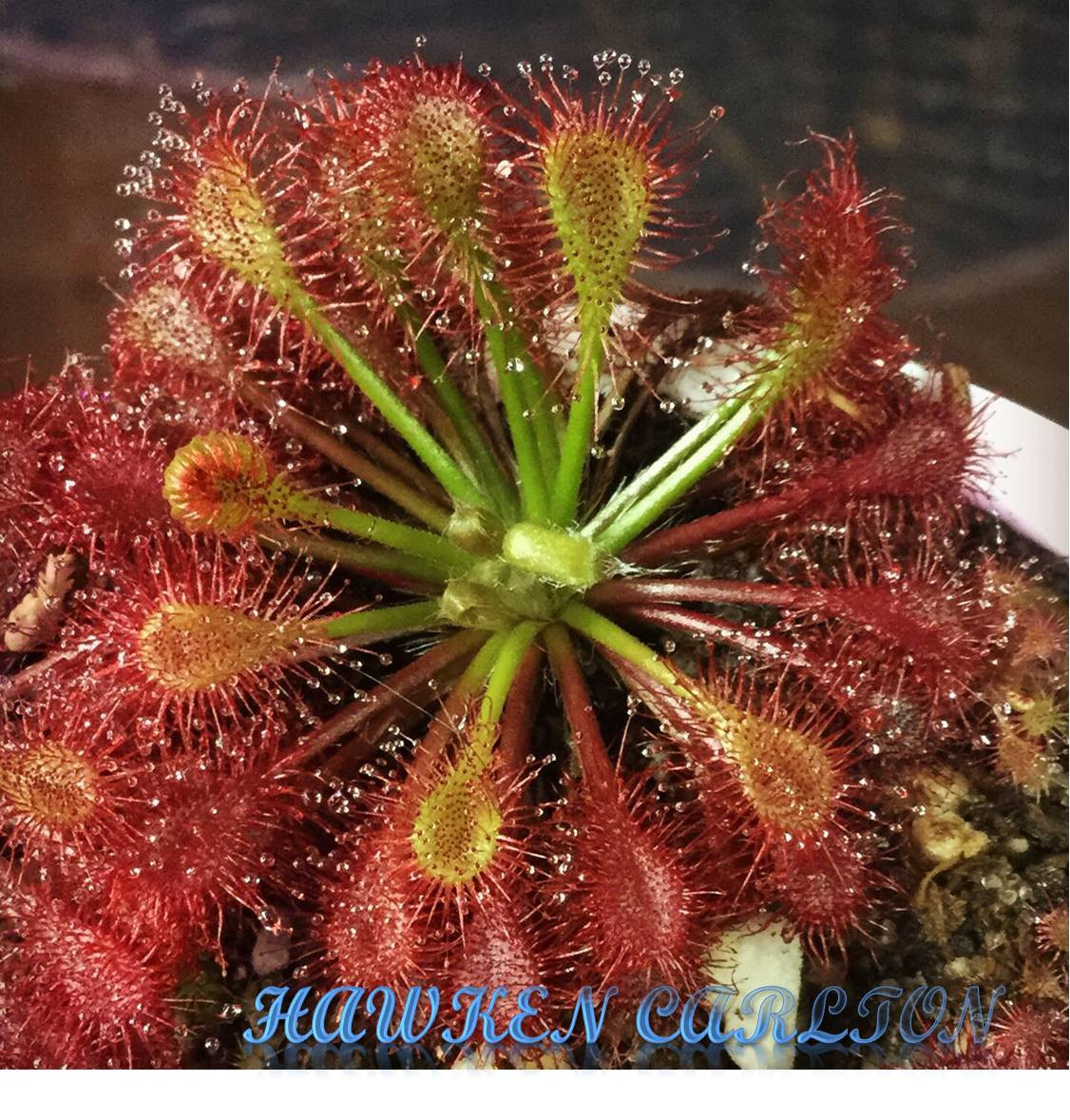 Drosera intermedia "Carolina Giant" x kaieteurensis — Sundew