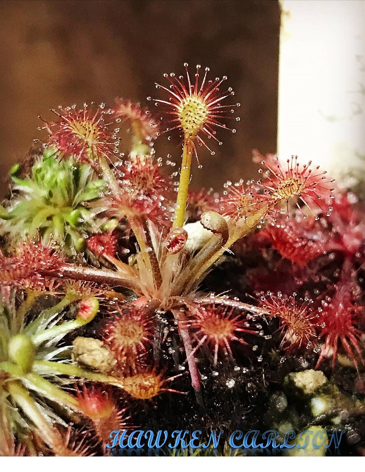 Drosera intermedia "Roraima State, Brazil" x oblanceolata "Sunset Peak" — Sundew