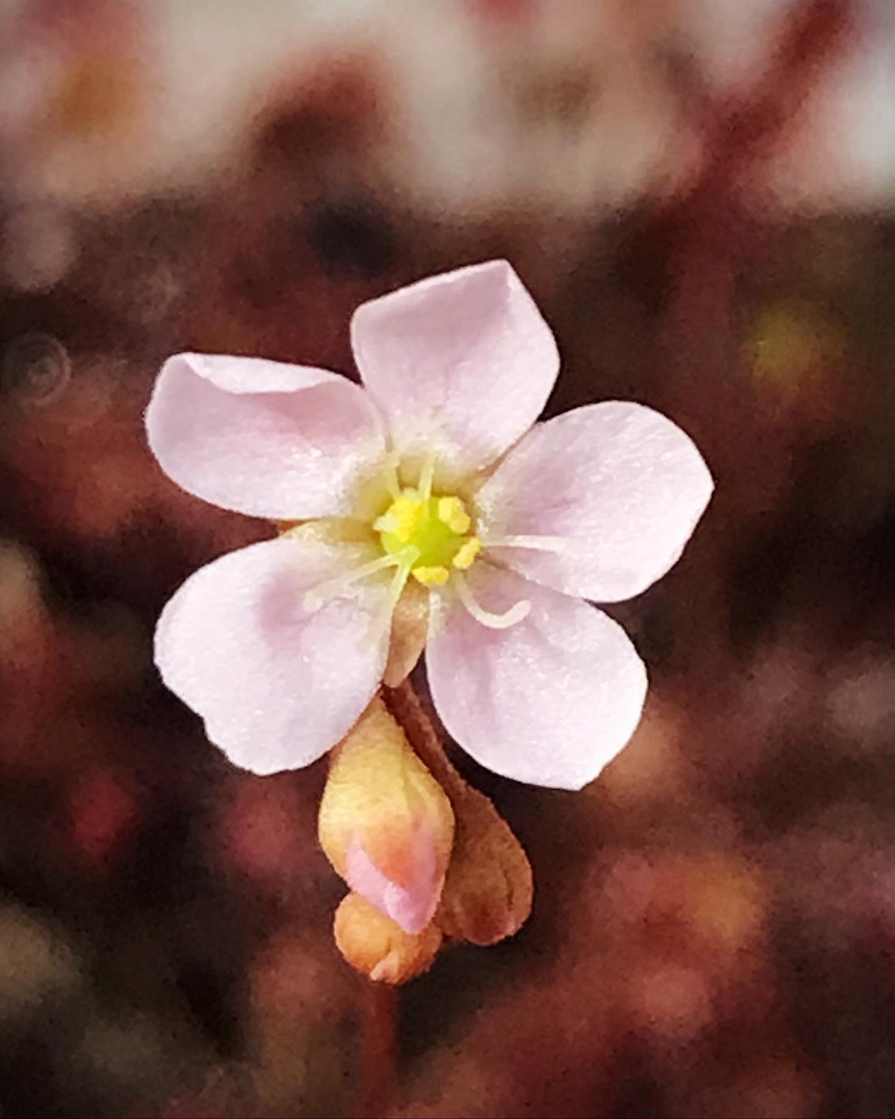 Drosera intermedia "Roraima State, Brazil" x oblanceolata "Sunset Peak" — image 2