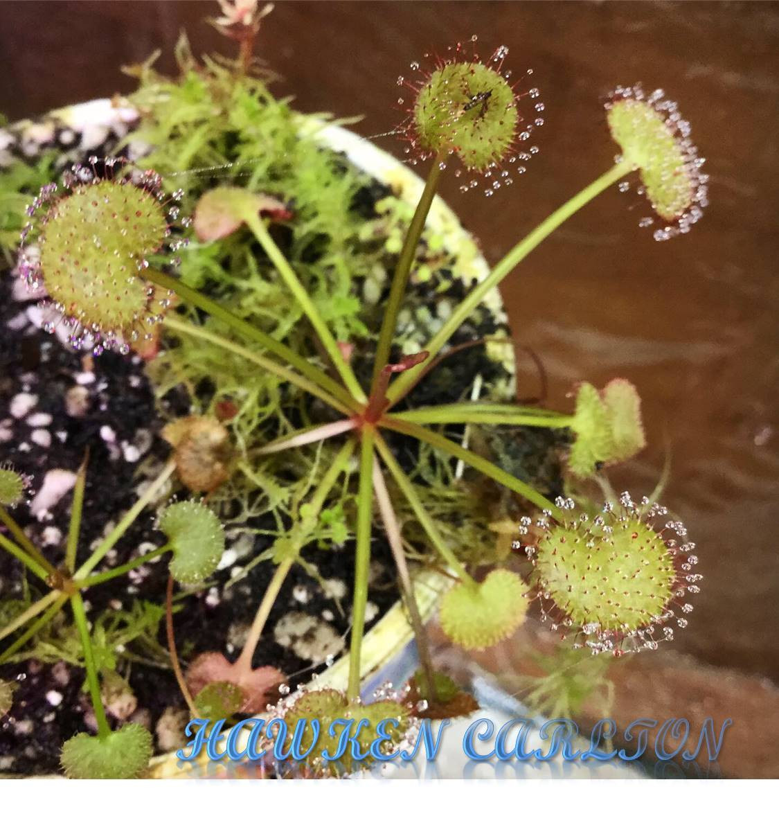 Drosera prolifera — Sundew
