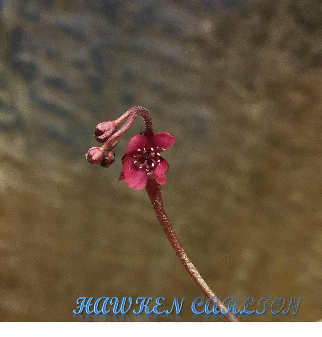 Drosera prolifera — image 3