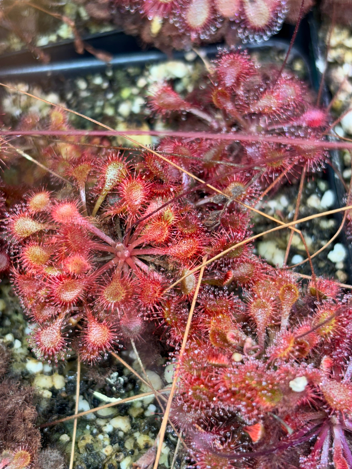 Drosera rotundifolia "Nieuwkoop, Netherlands" x spatulata "white flower" — Sundew