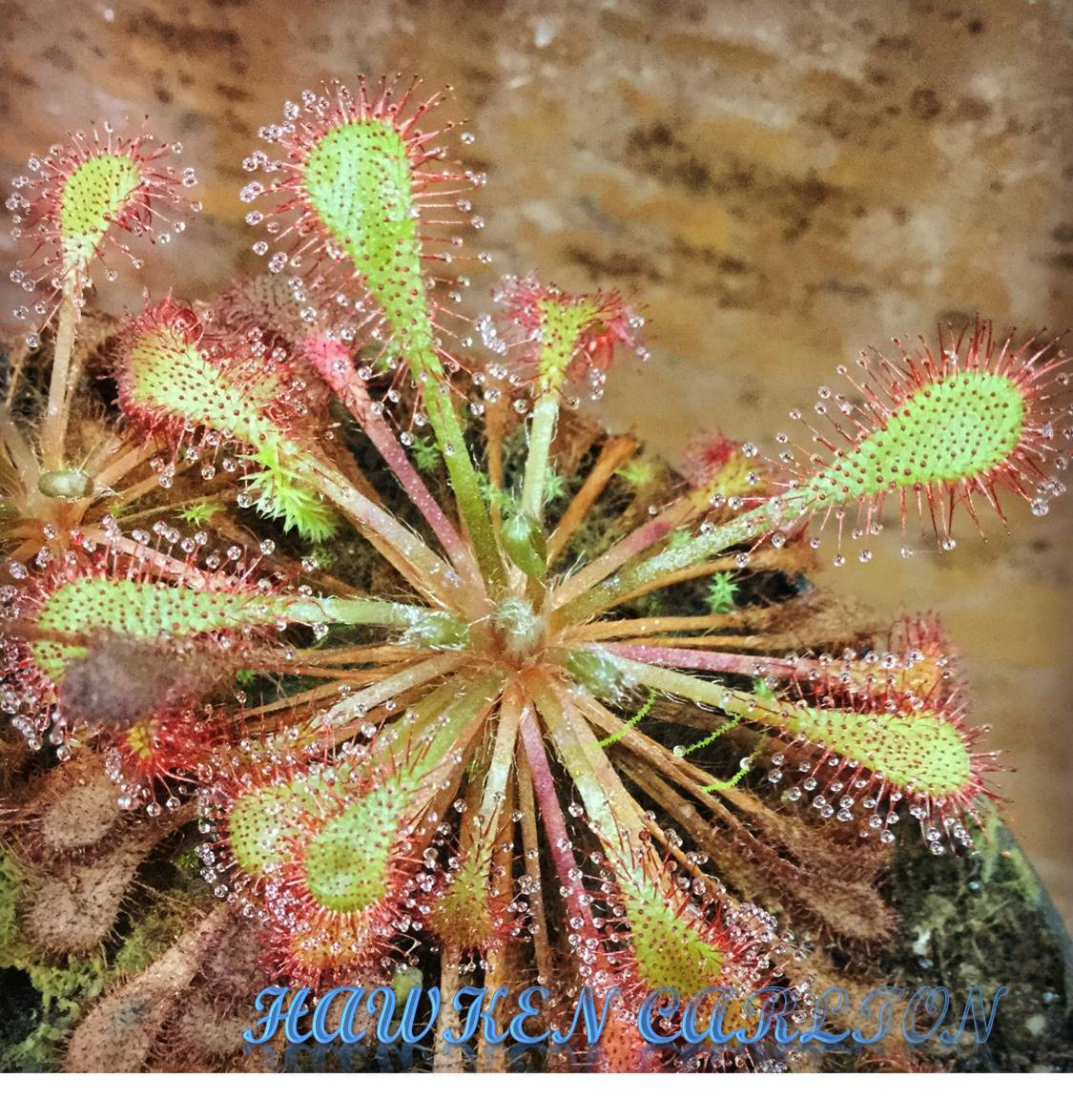 Drosera 'Scarlet Tears' — Sundew