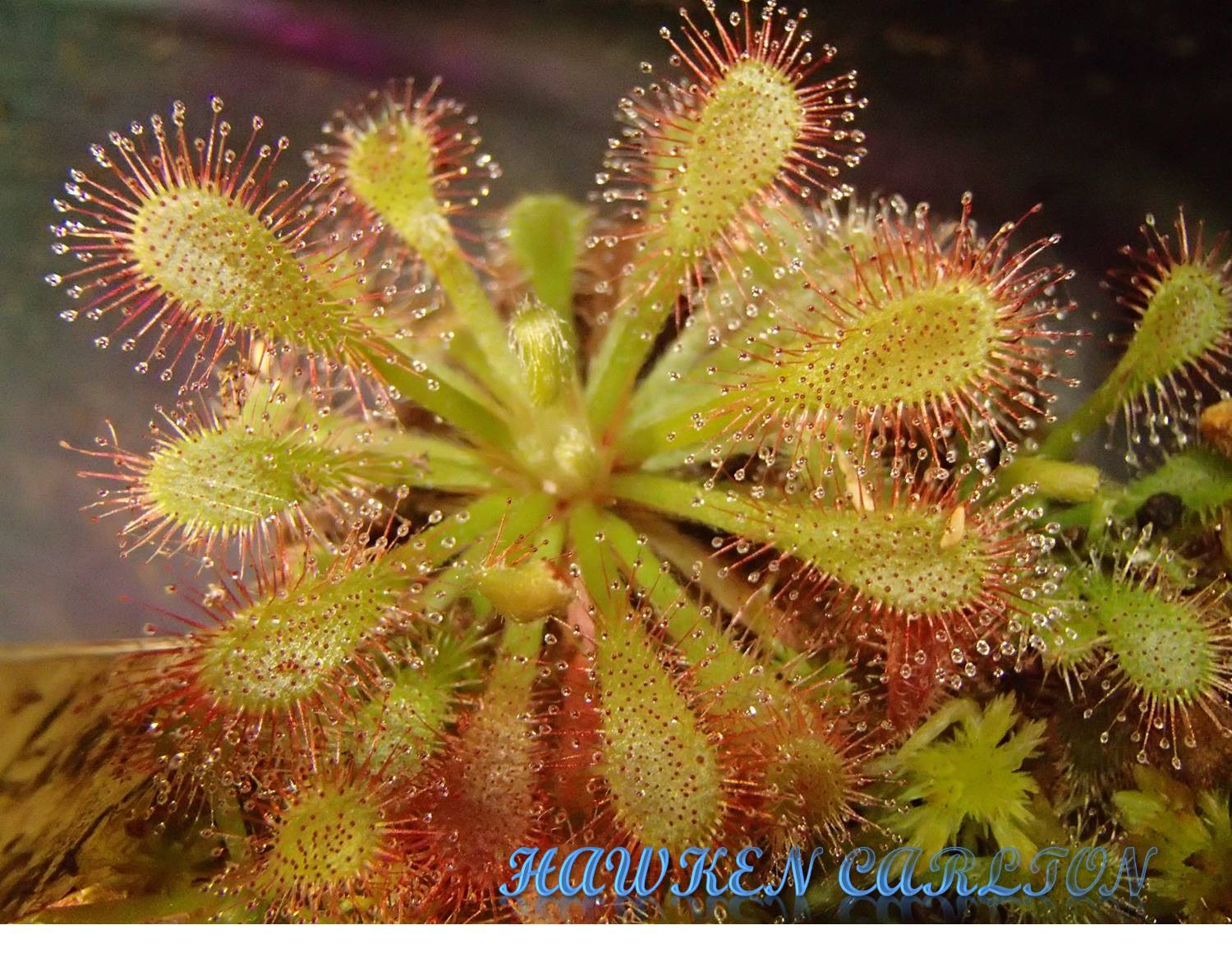 Drosera sp. Lantau Island x capensis "typical" — Sundew