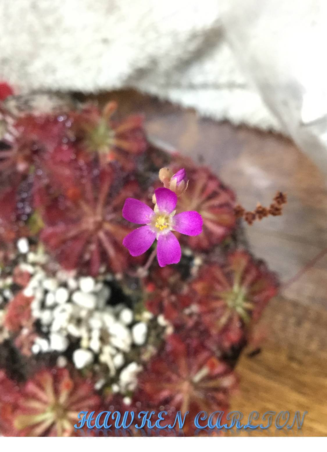Drosera spatulata "Beenak, Victoria Au" — image 2
