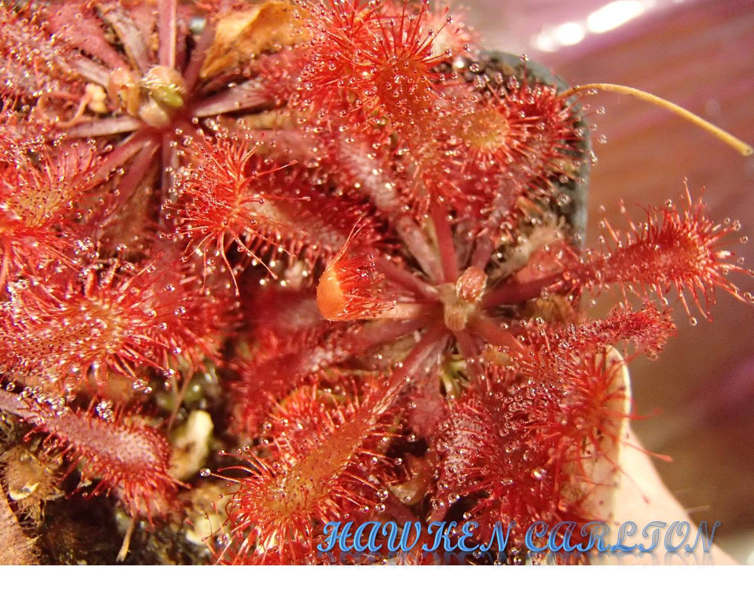 Drosera spatulata "Hartmeyer" — Sundew