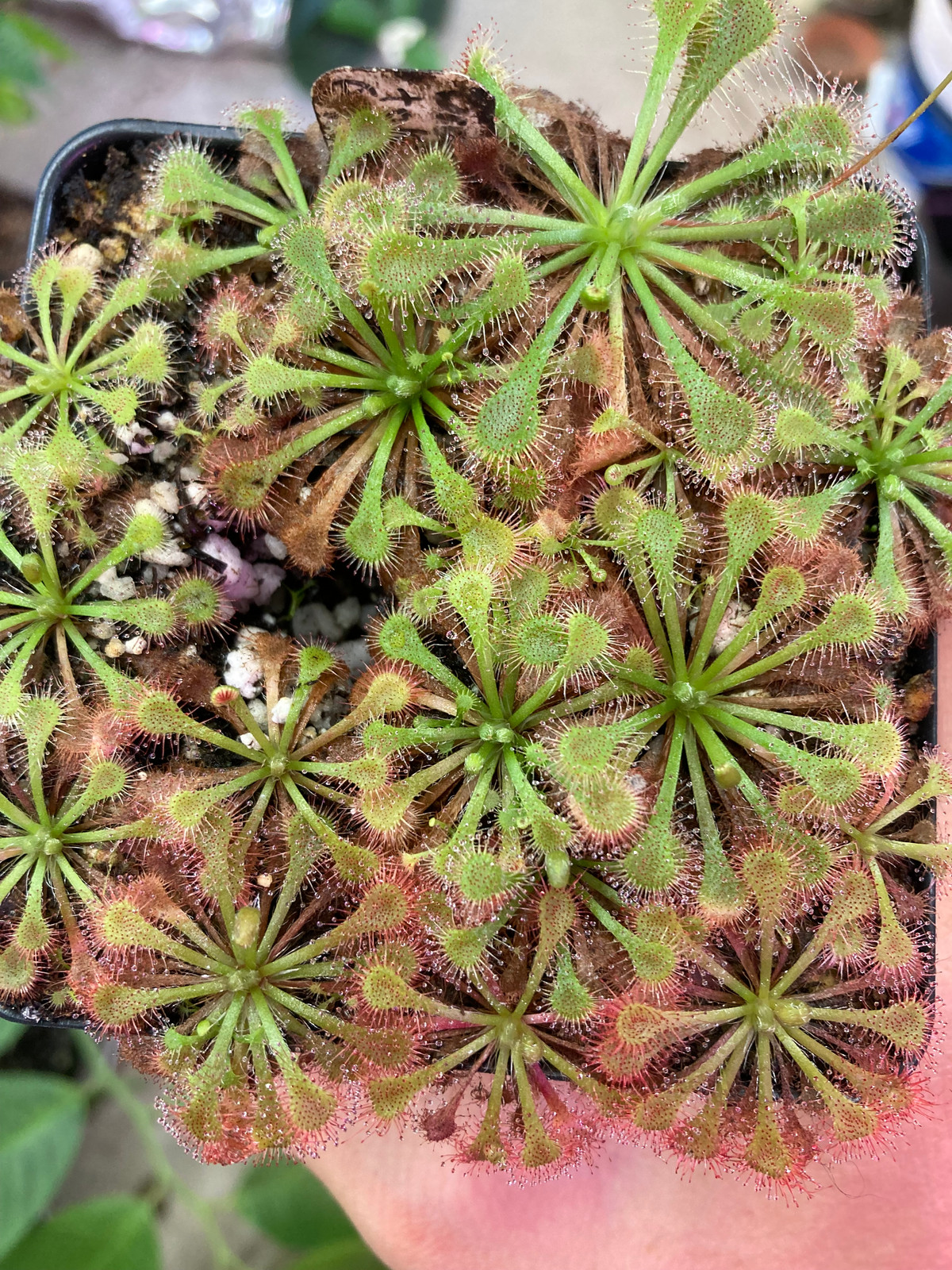 Drosera spatulata "white flower" x tokaiensis — image 2