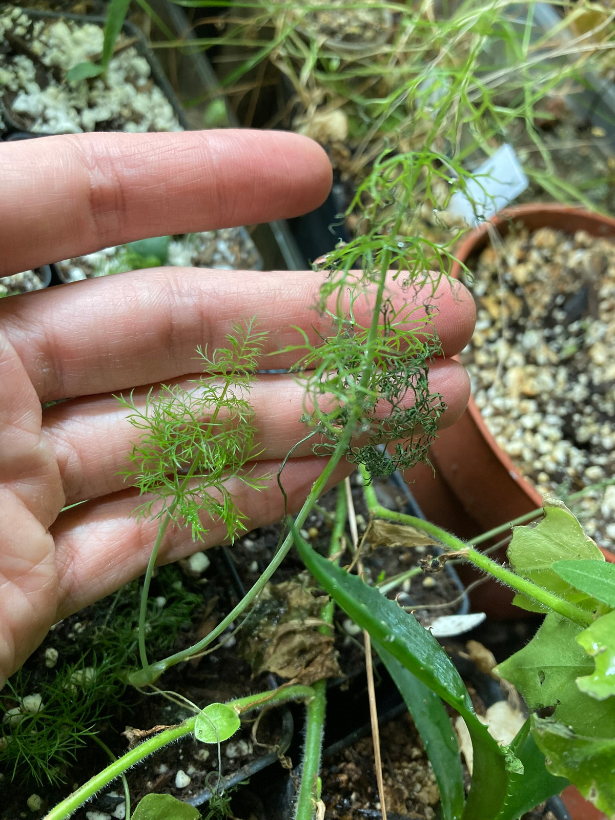 Foeniculum vulgare "Bronze" — image 3
