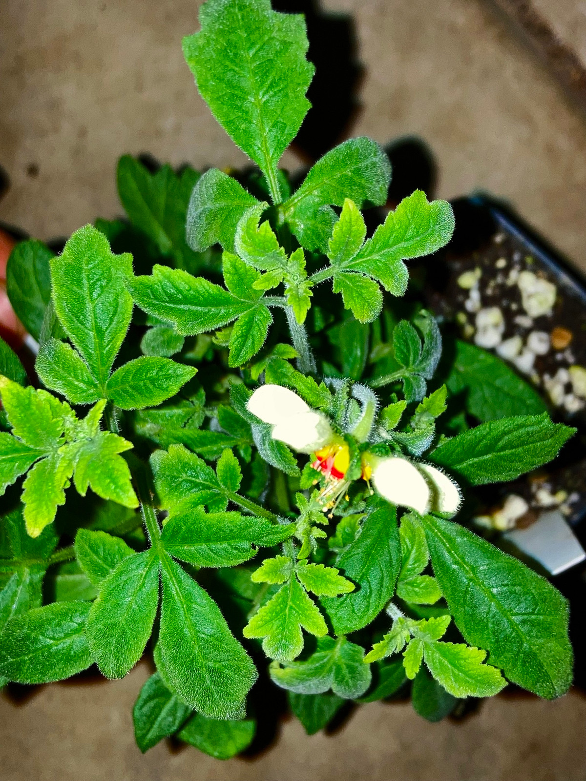 Nasa triphylla Seeds — image 2