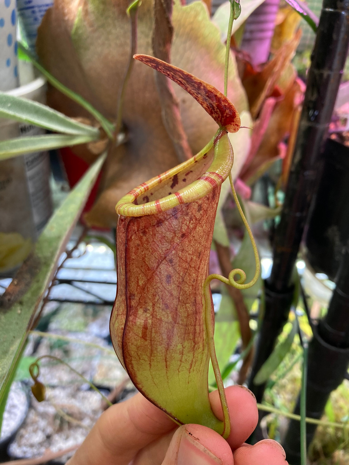 Nepenthes eustachya x tenuis BE-3971 — image 2