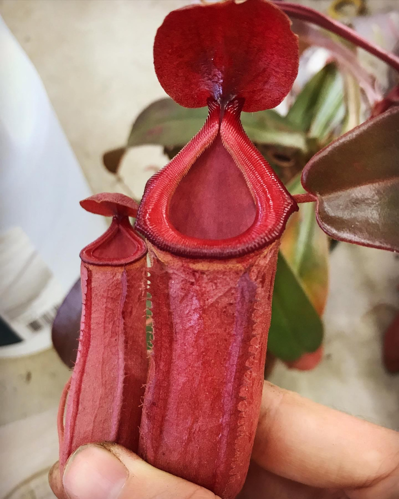 Nepenthes "Falcon" — Tropical pitcher plant