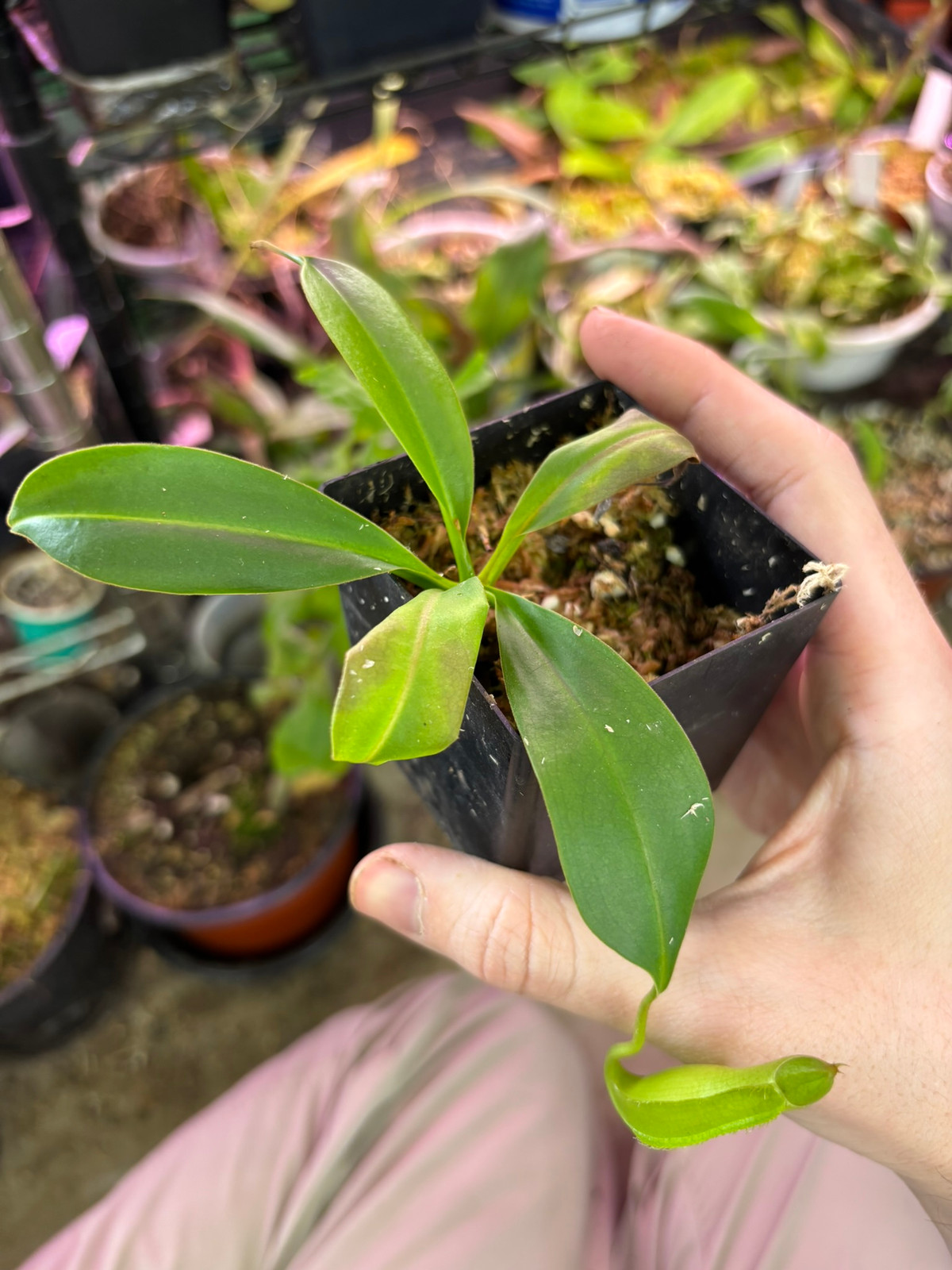 Nepenthes graciliflora "Pink" — Tropical pitcher plant