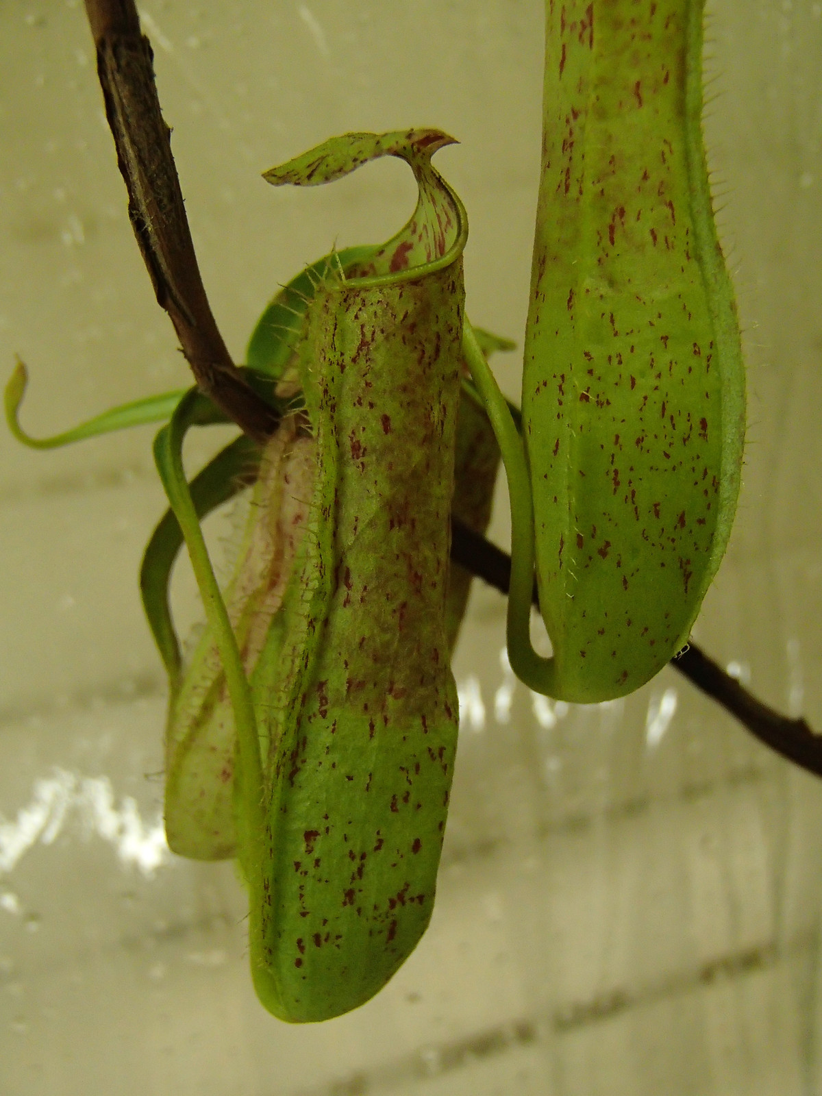 Nepenthes gracilis "Singkawang, W. Kalimantan Borneo" HC A — image 2