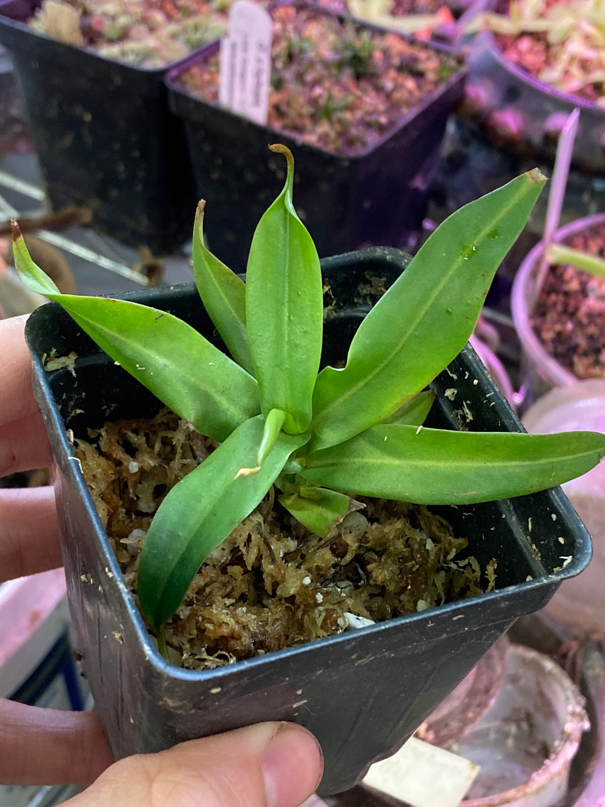 Nepenthes gracilis "Singkawang, W. Kalimantan Borneo" HC A — image 3