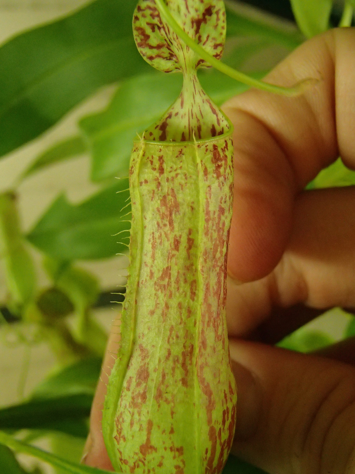 Nepenthes gracilis "Singkawang, W. Kalimantan" HC C — image 2