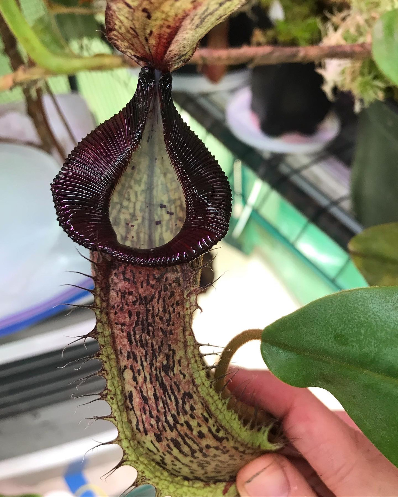 Nepenthes hamata x platychila MT — Tropical pitcher plant