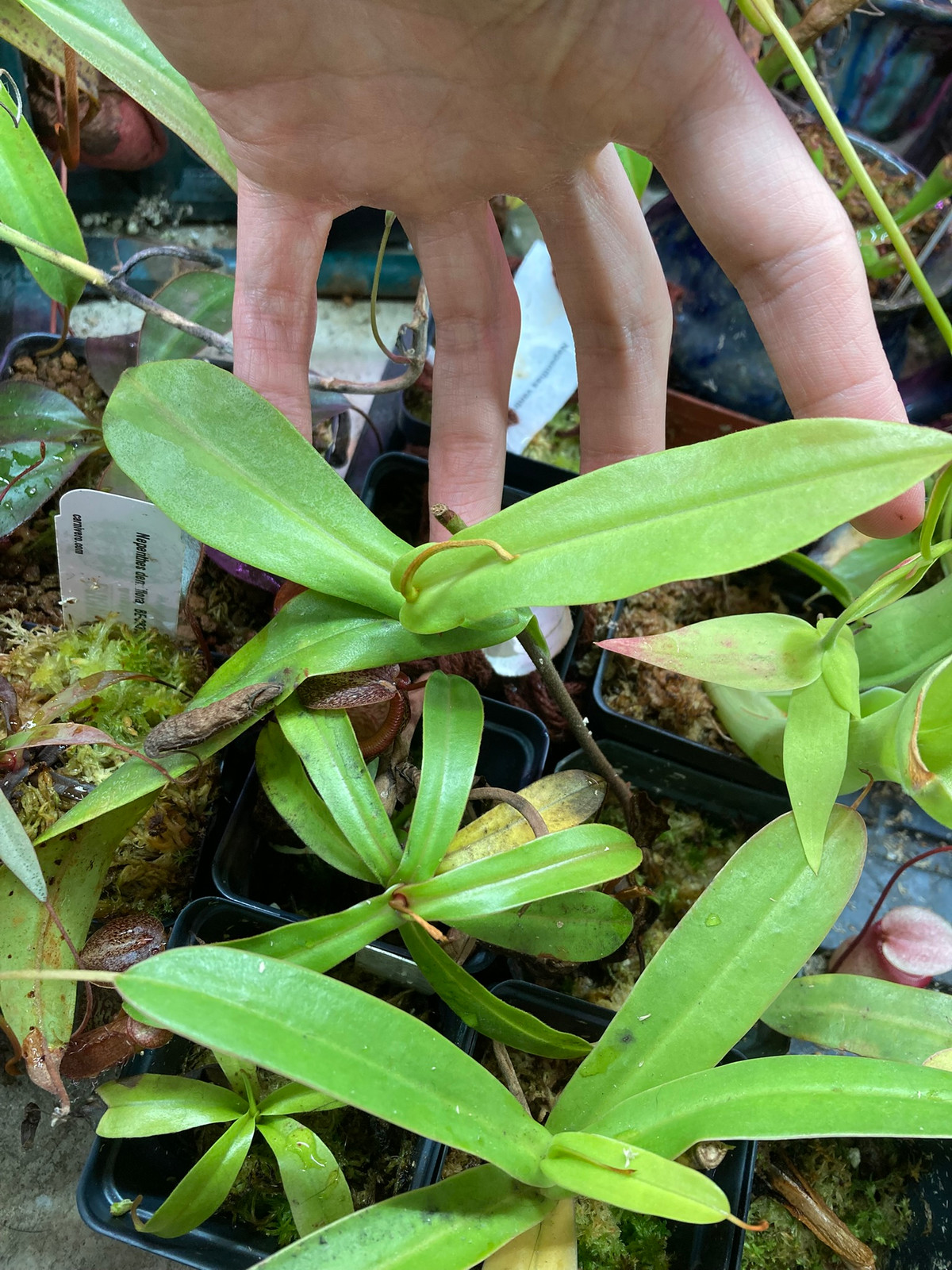 Nepenthes hamata x platychila MT — image 3