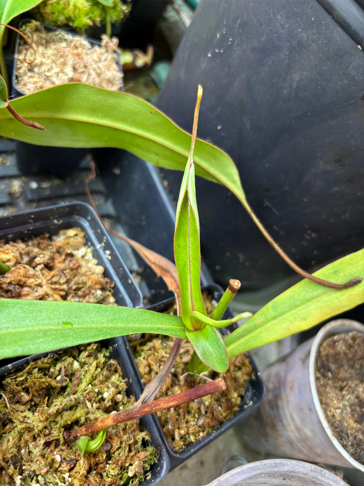 Nepenthes 'Helen' x spectabilis PB, HC A — image 3