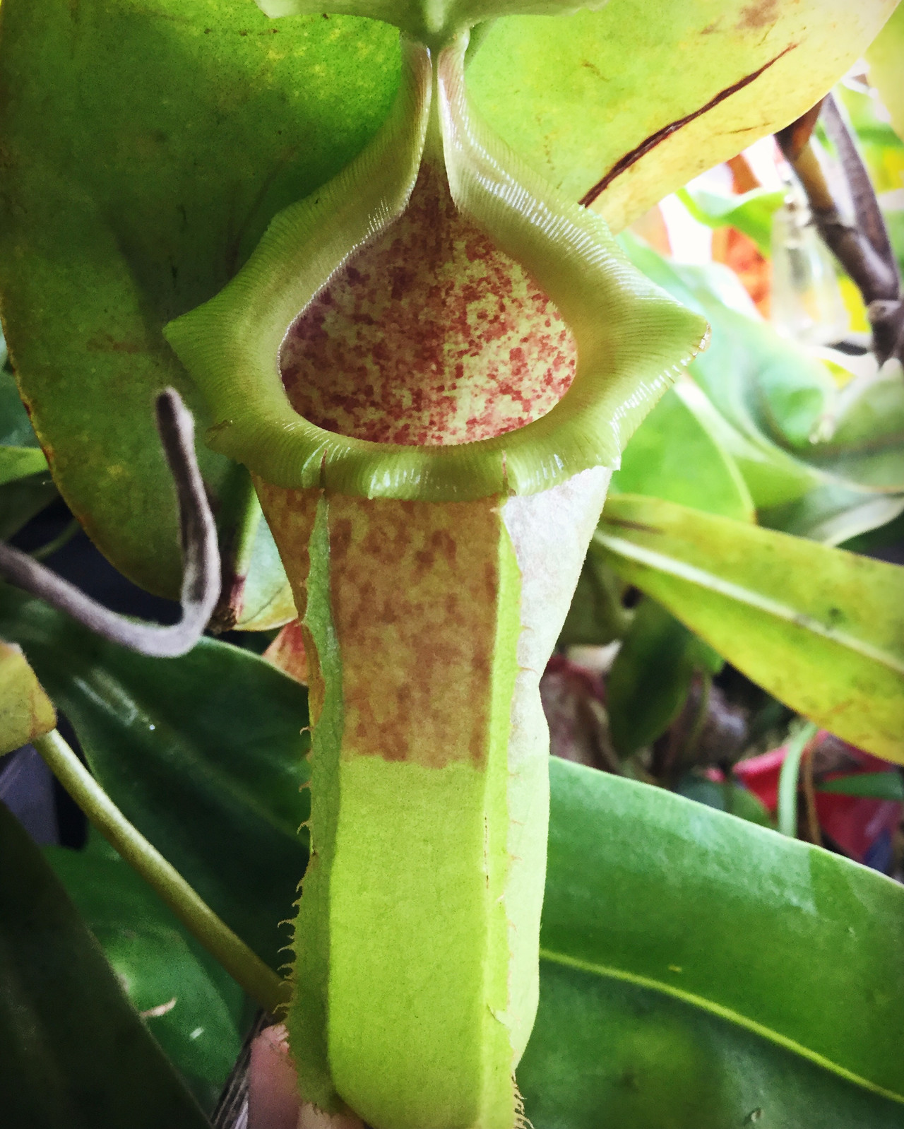 Nepenthes maxima 'Lake Poso' x "Rebecca Soper" HC A — Tropical pitcher plant