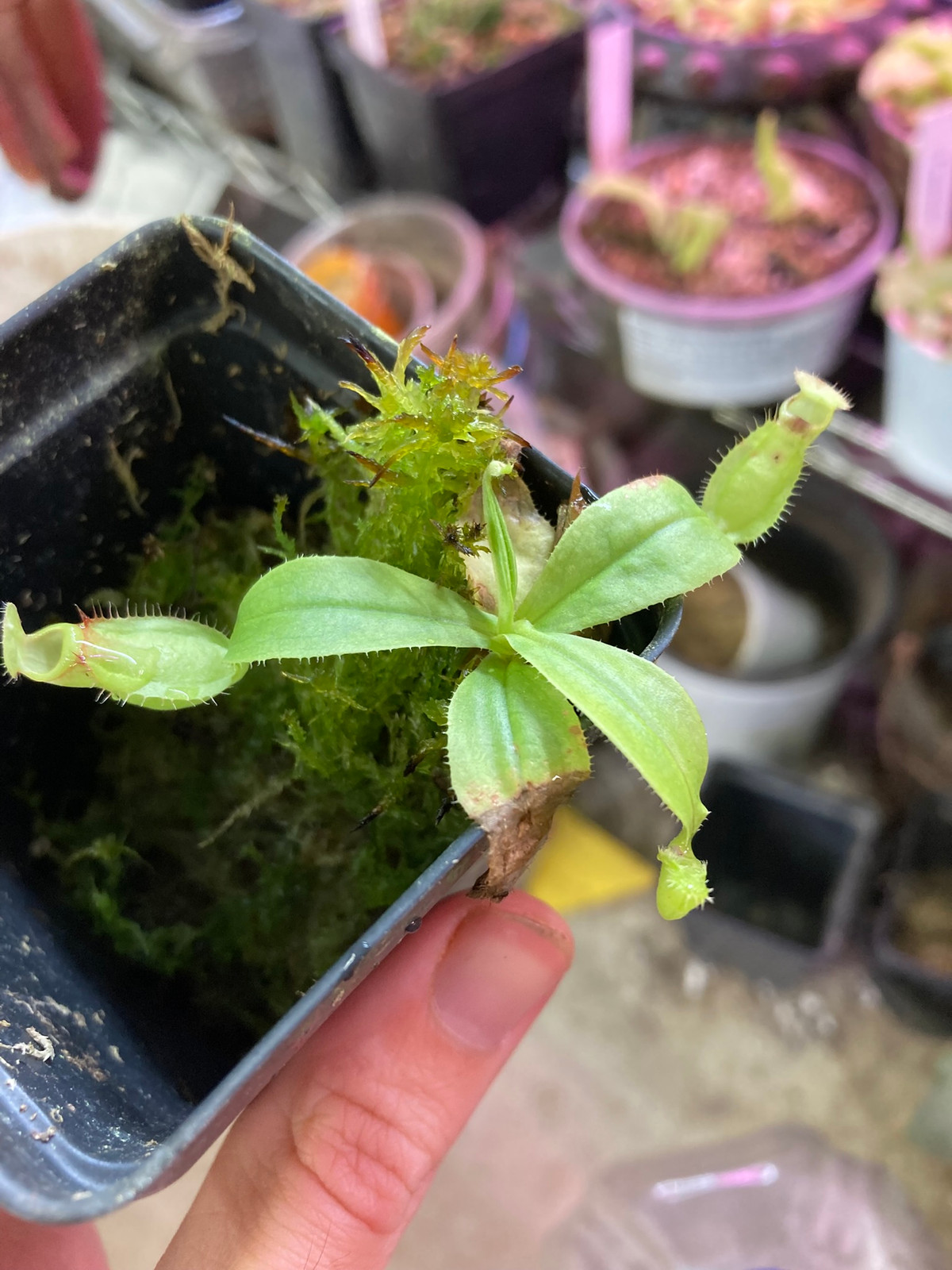 Nepenthes orbiculata OP HC A — image 2