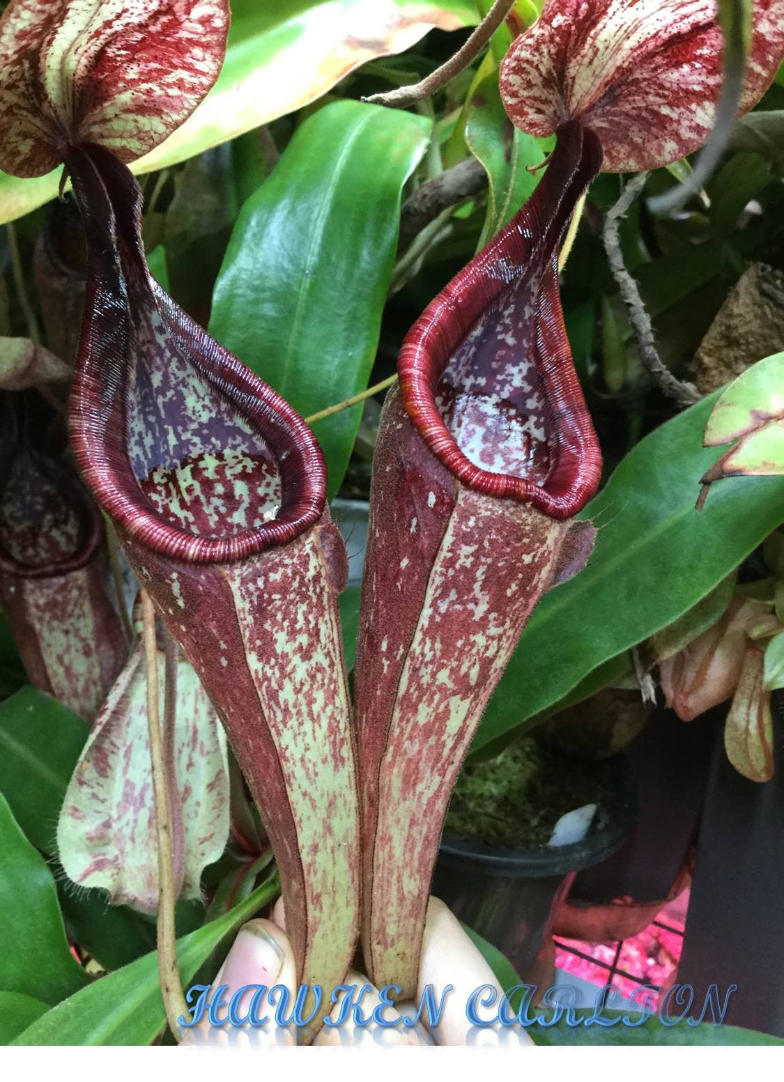 Nepenthes (orbiculata x rafflesiana) x ventricosa "red," HC B — Tropical pitcher plant