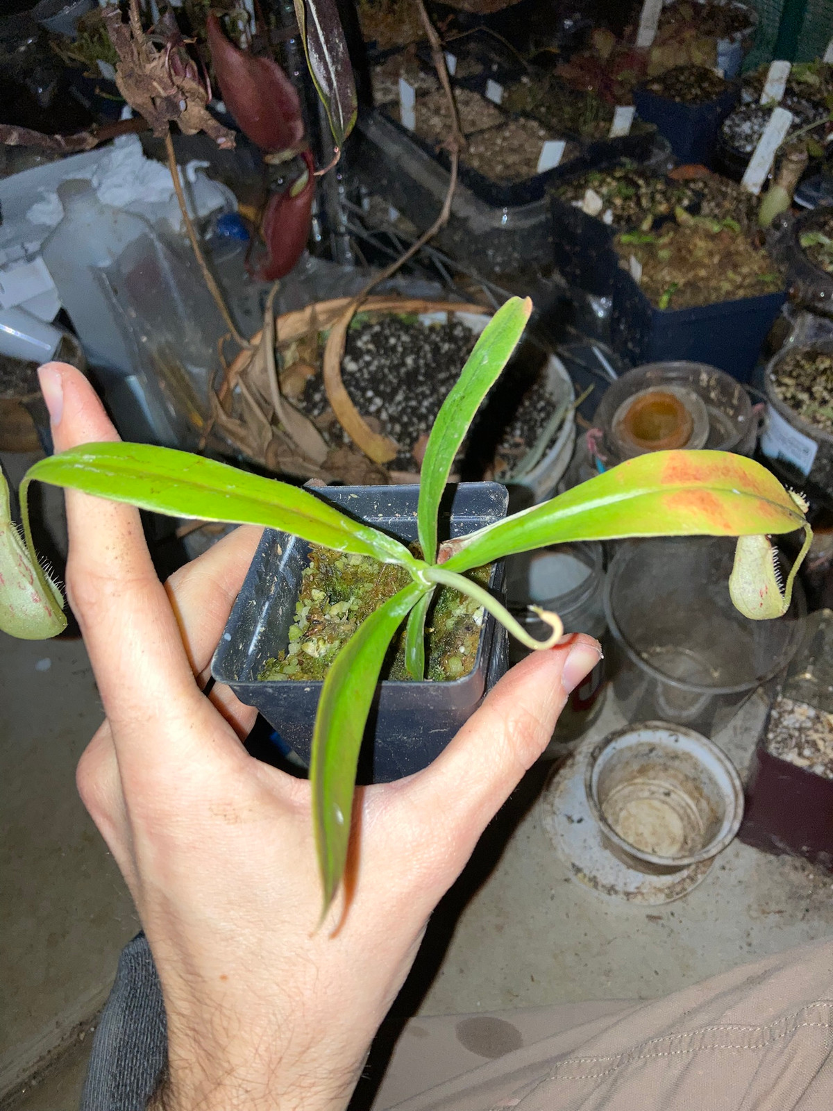 Nepenthes (orbiculata x rafflesiana) x ventricosa "red," HC B — image 4