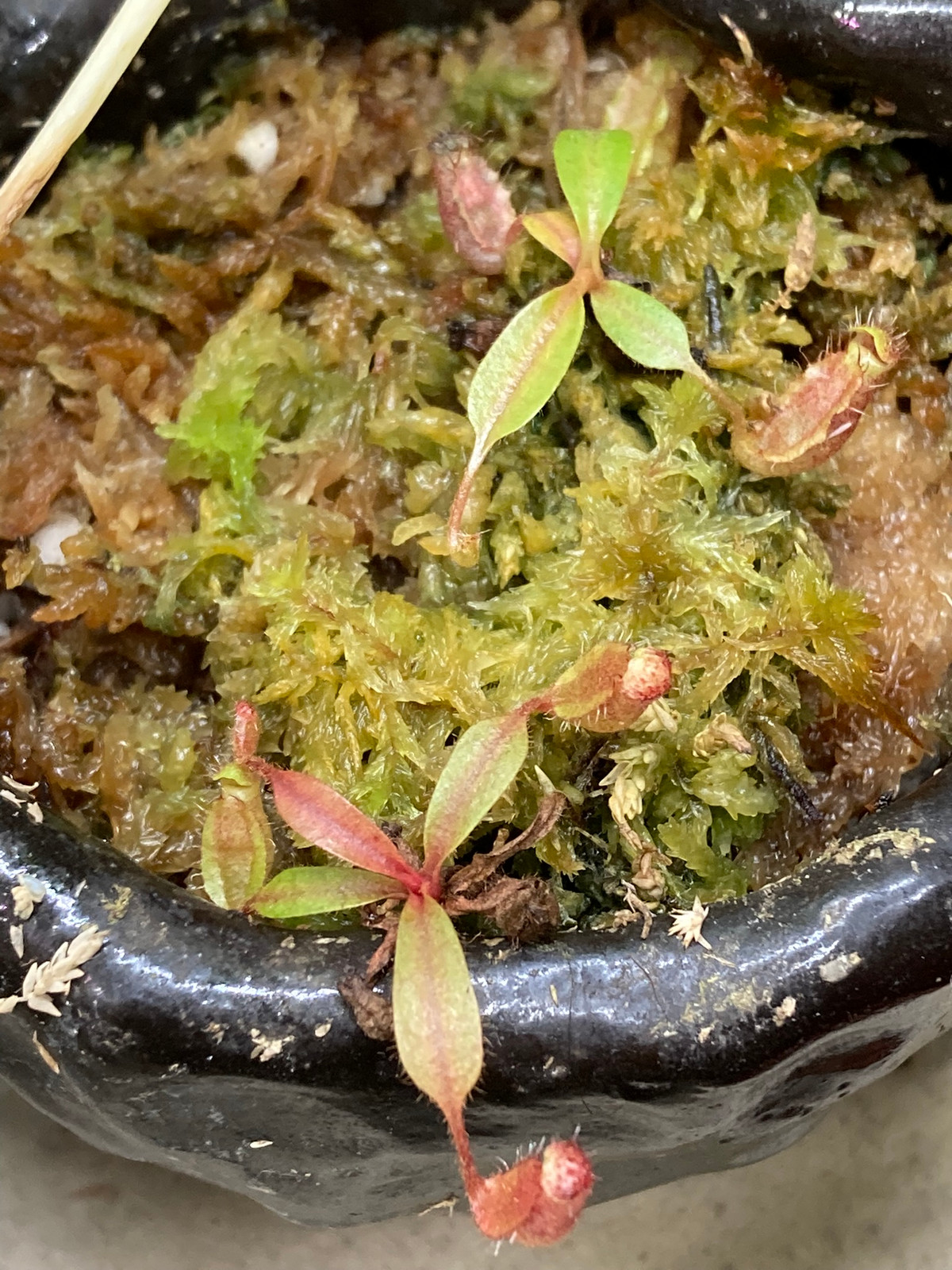 Nepenthes (robcantleyi x maxima) BE-3428 x (lowii x "Gothica" warped peristome) — image 2