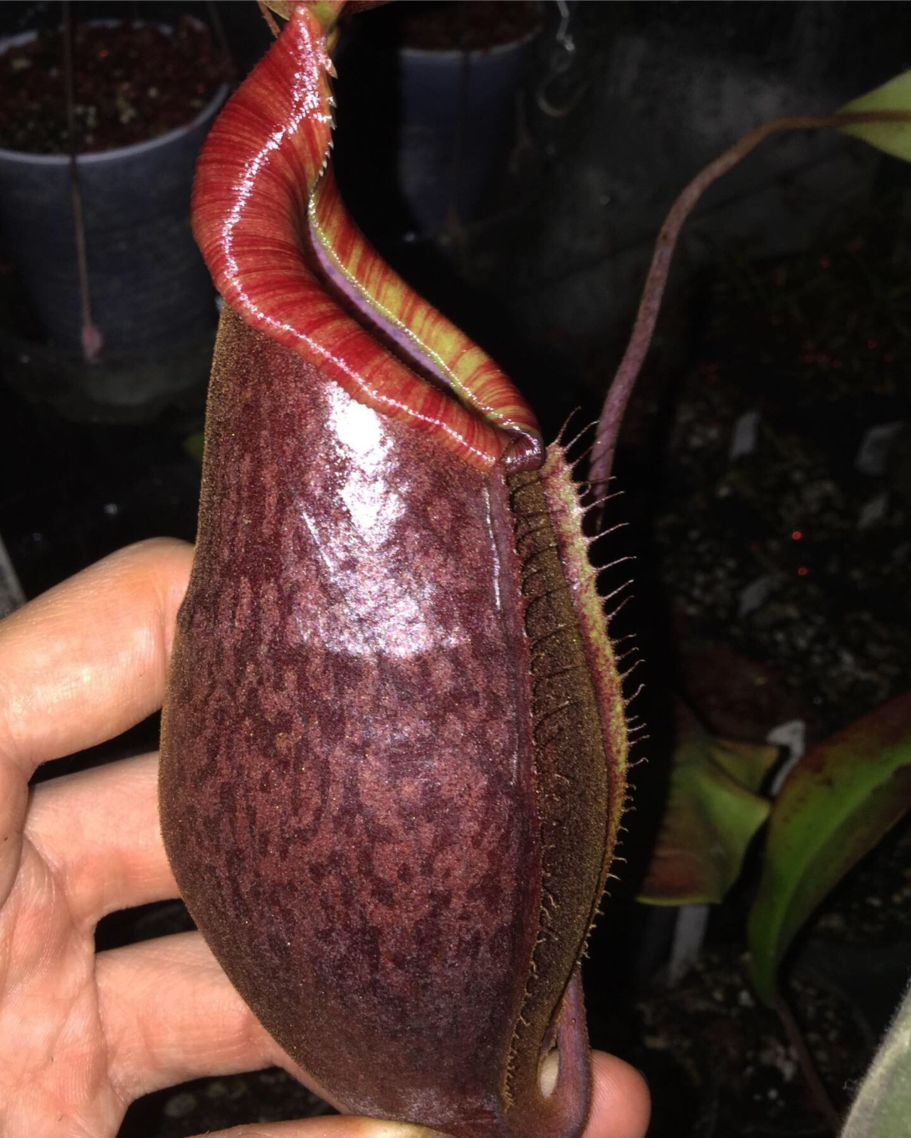 Nepenthes Rokko "Exotica" x (spectabilis x mira) — image 2
