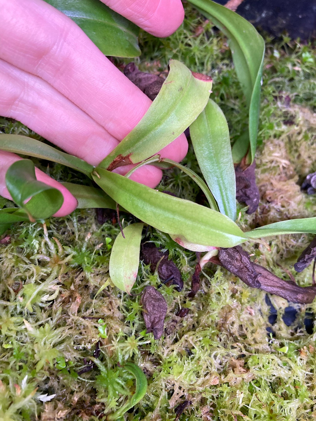 Nepenthes rosea — image 3