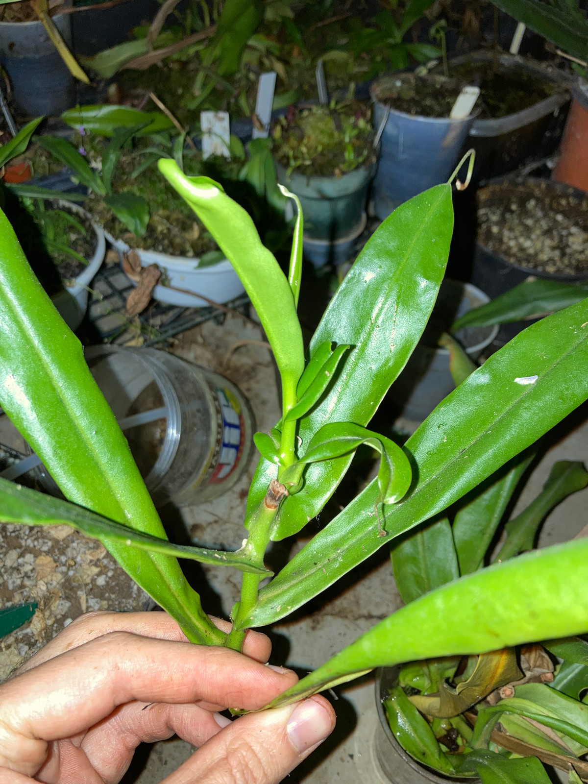 Nepenthes Sunset Songs HC A — image 2