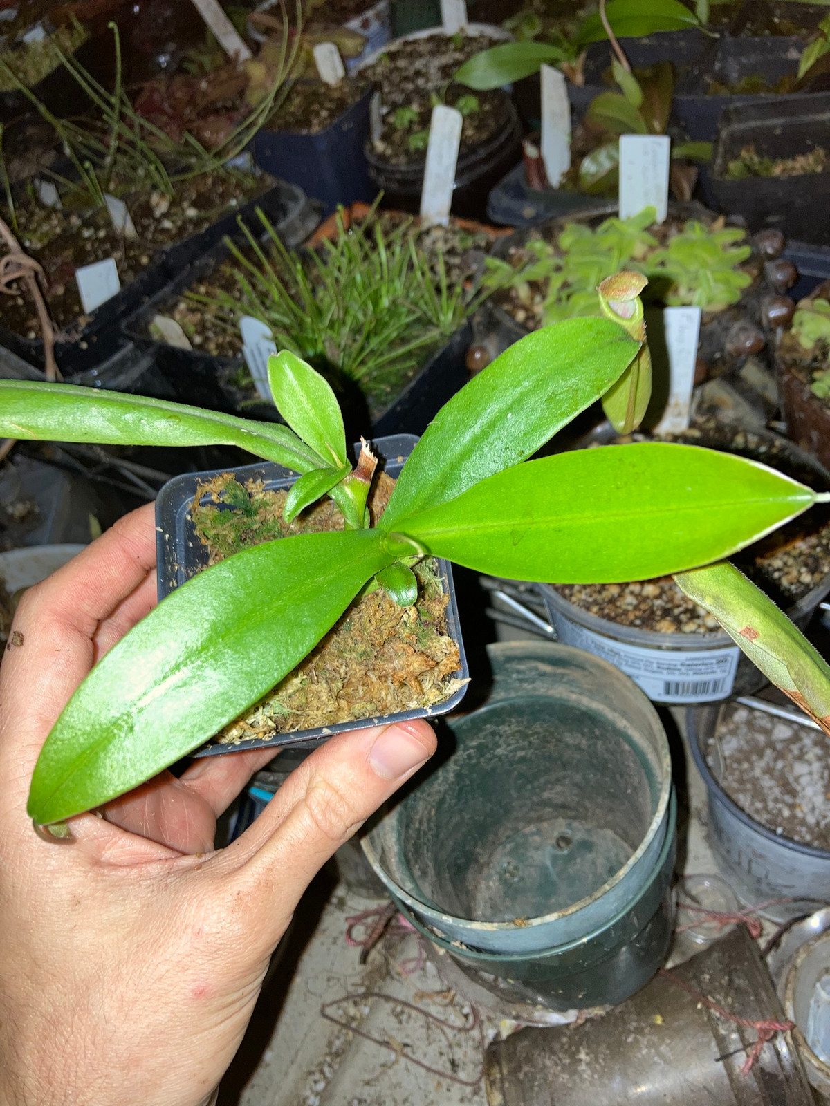 Nepenthes Sunset Songs HC D — image 4