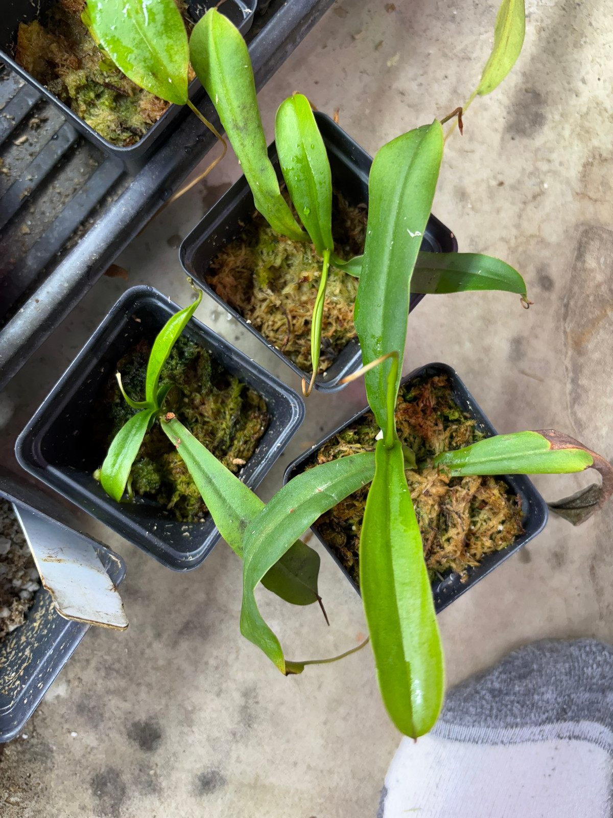 Nepenthes ventricosa x talangensis HC A — image 2