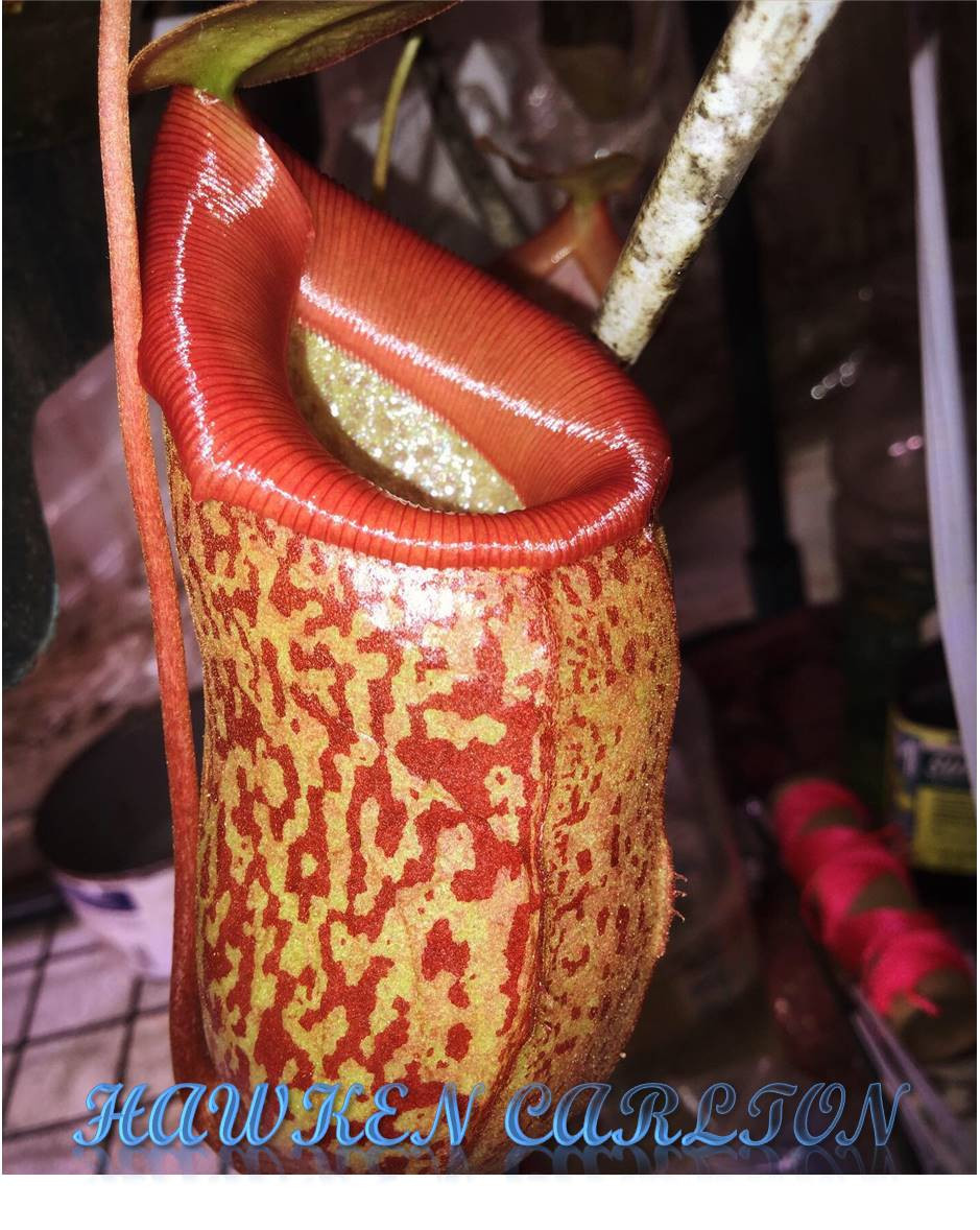 Nepenthes ventricosa x talangensis HC B — Tropical pitcher plant