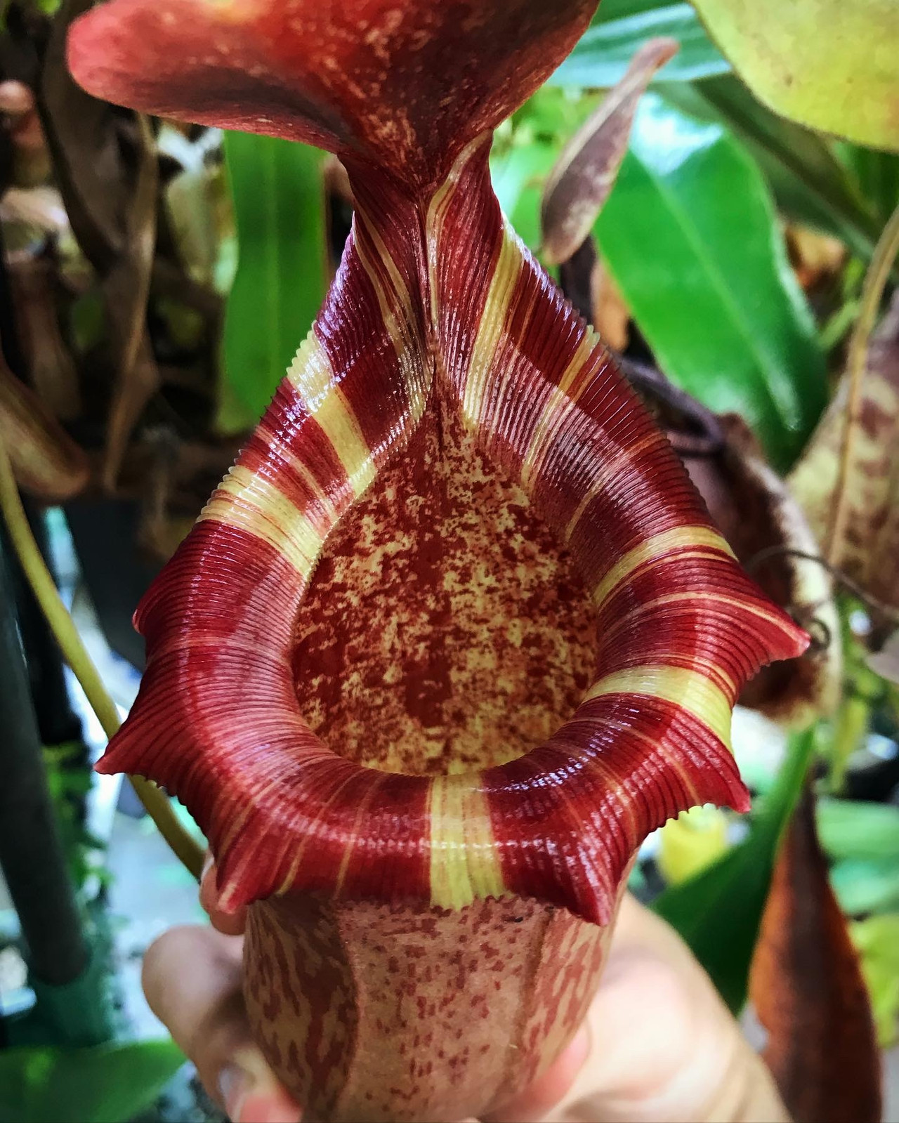 Nepenthes ventricosa x tiveyi HC A — Tropical pitcher plant